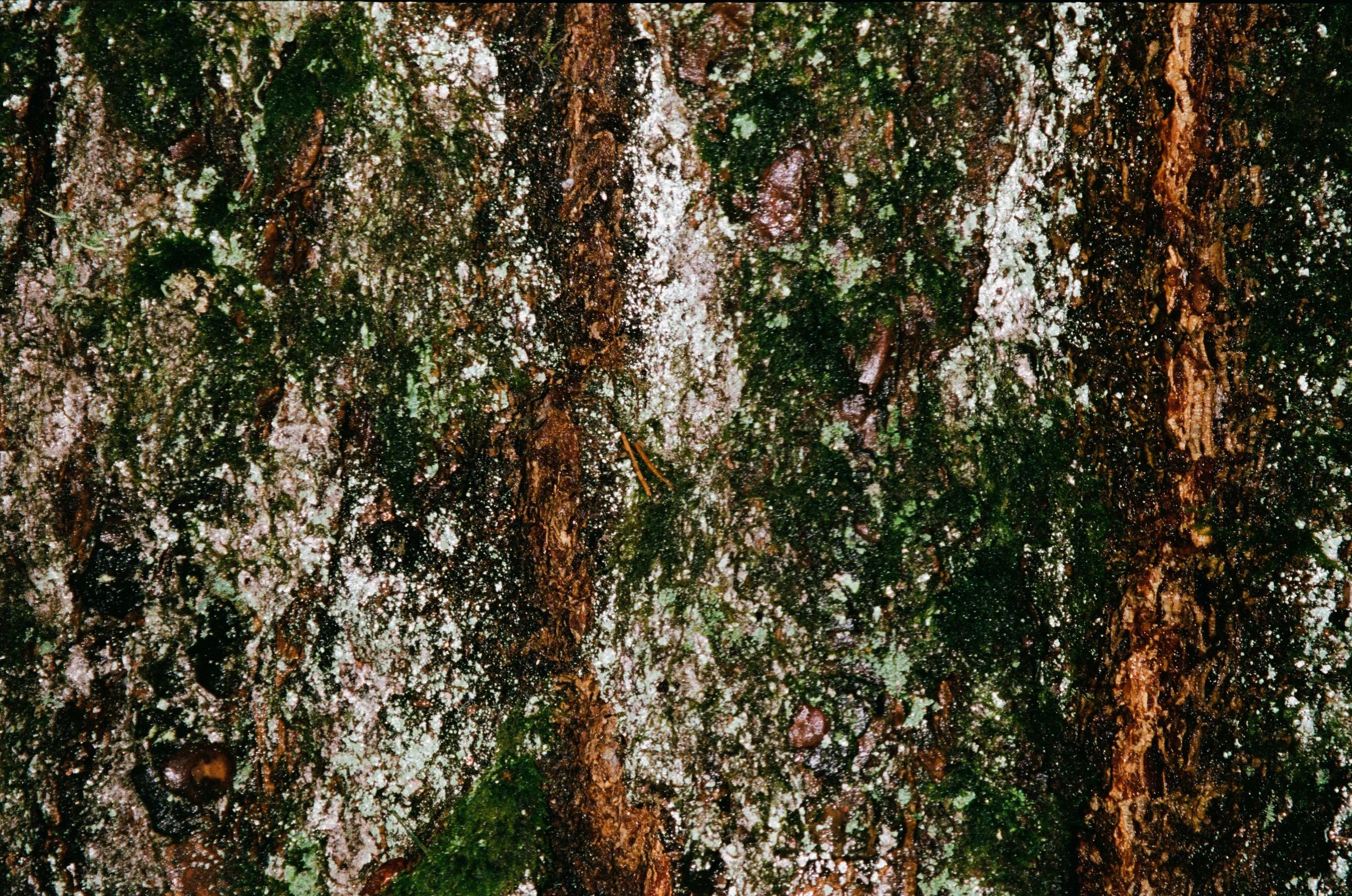 Tree Bark Texture2.jpg