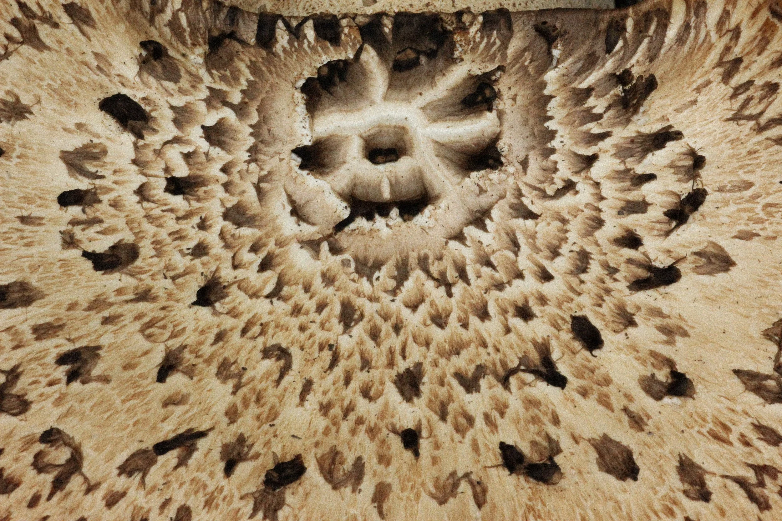Pheasant's Back-2026-Web.jpg