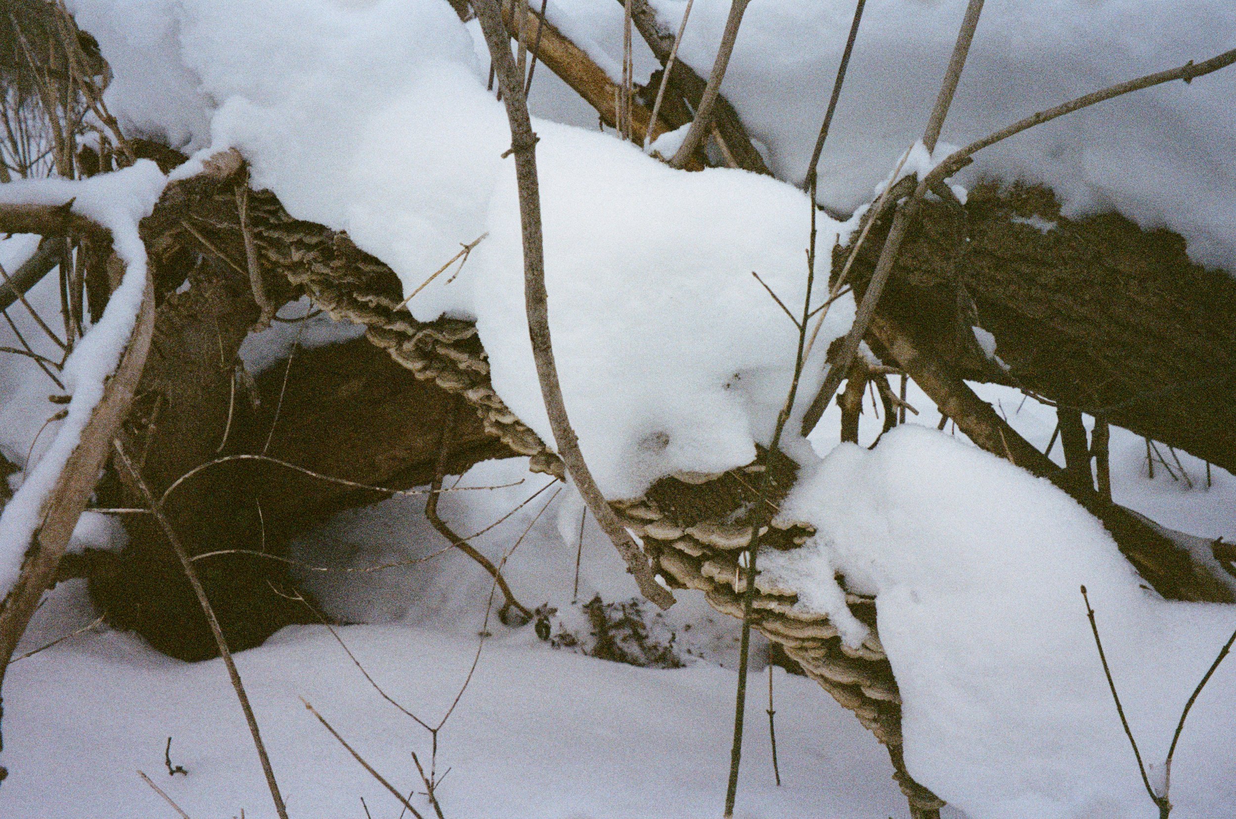 Rêvé pour l'hiver5.jpg