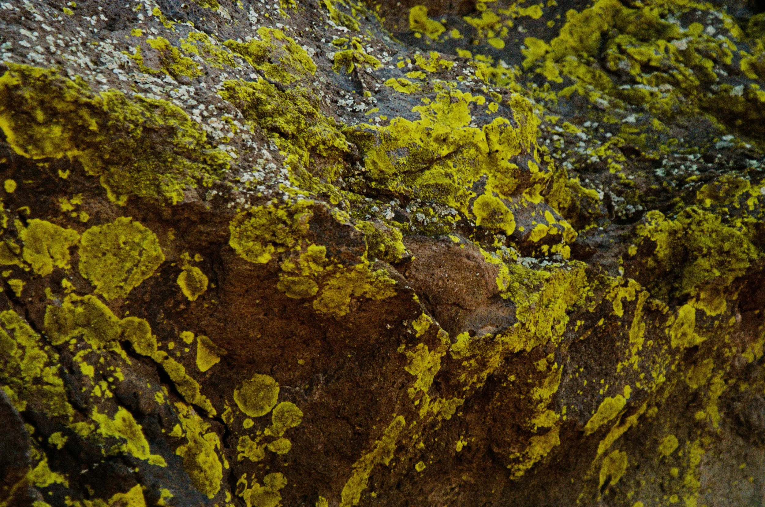 LichenStone.jpg