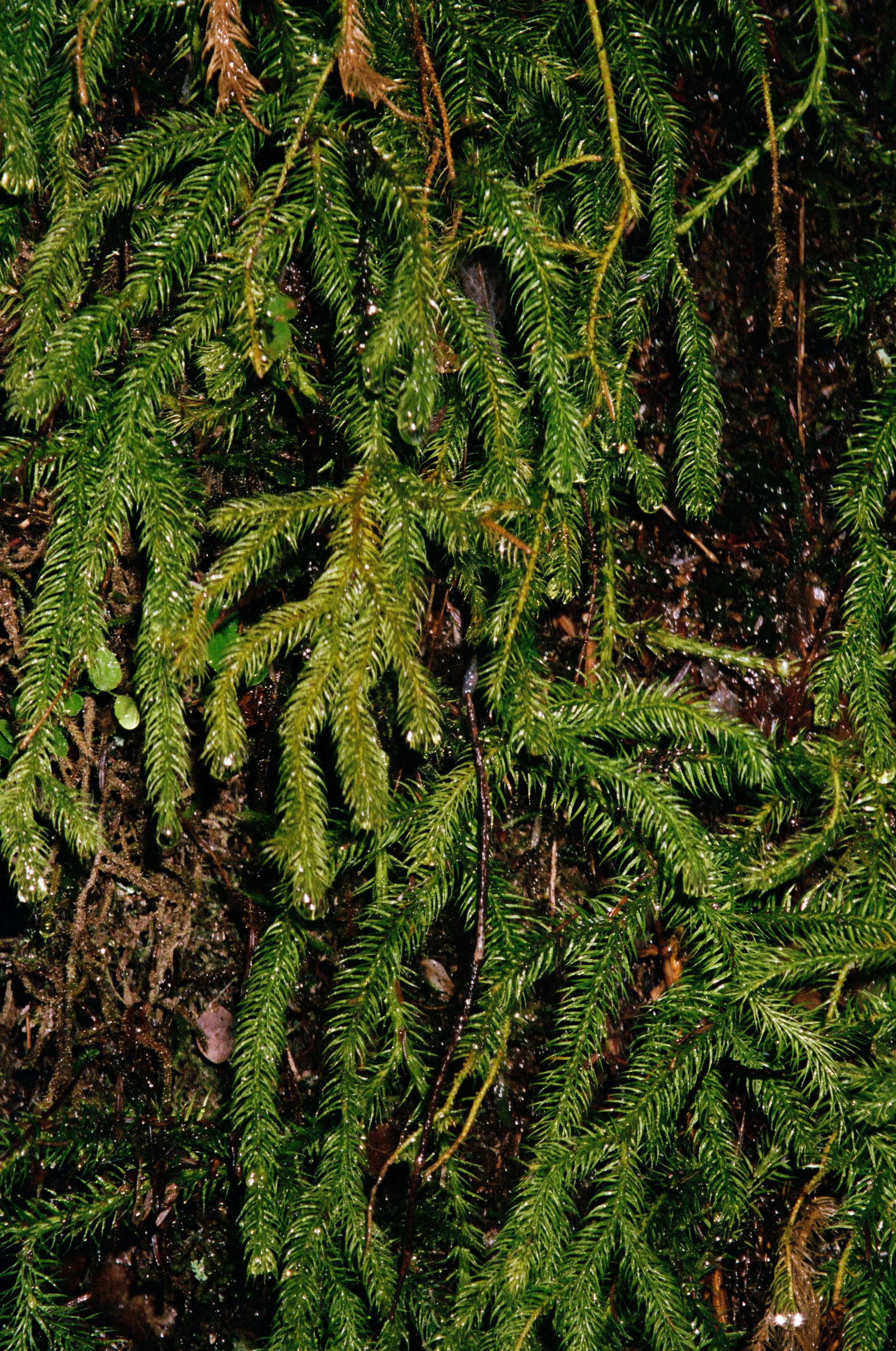 WetWesternHemlock.jpg