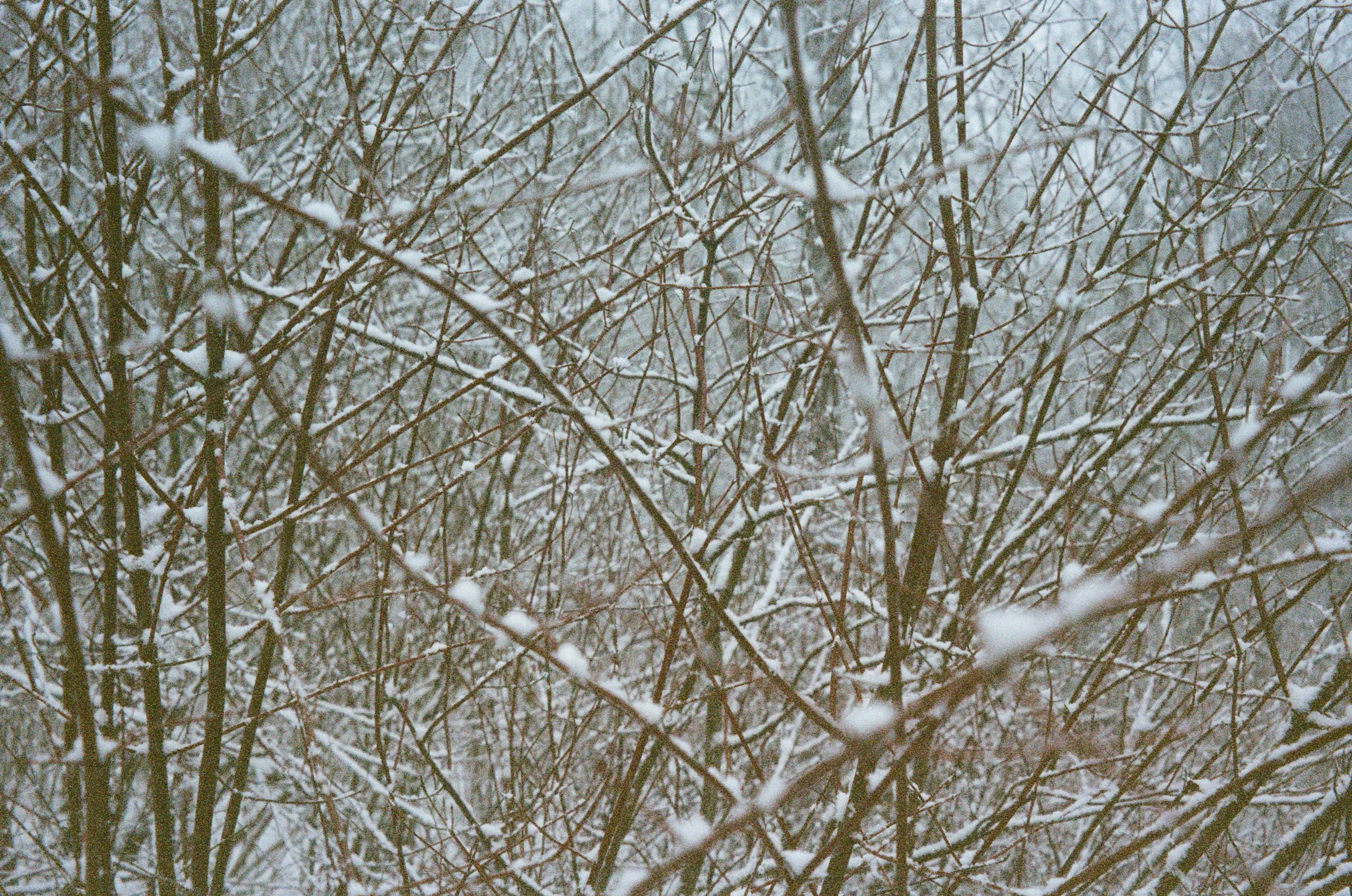 Rêvé pour l'hiver7.jpg