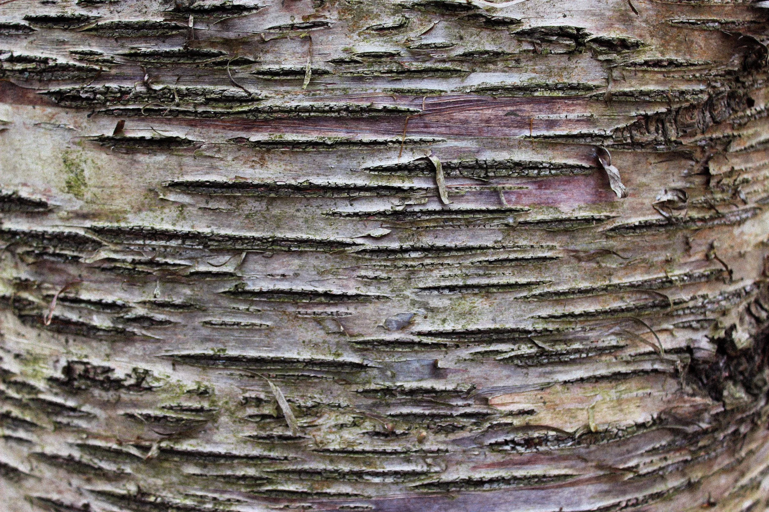 White Birch.jpg