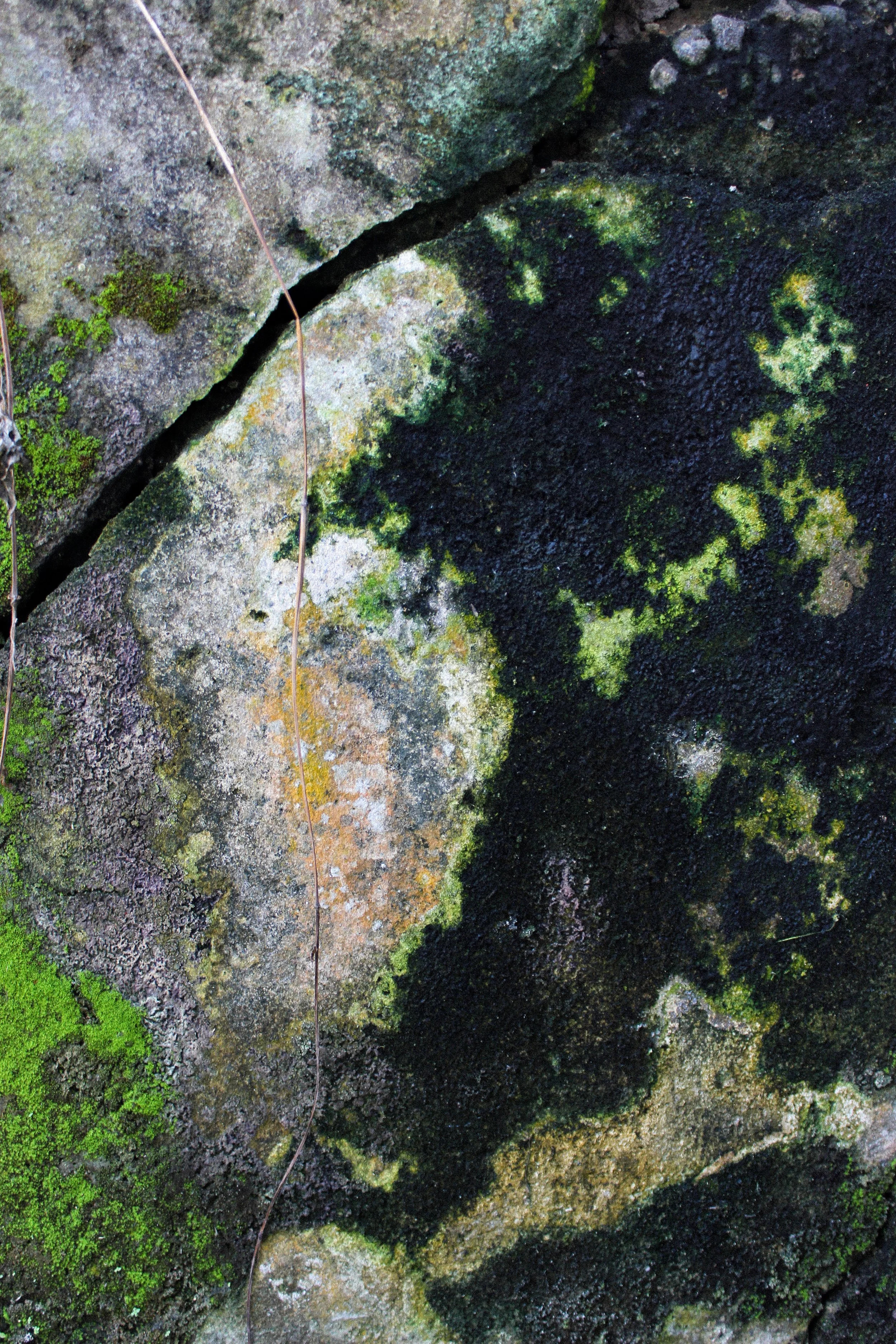 Lichen-Ubud-2026.jpg