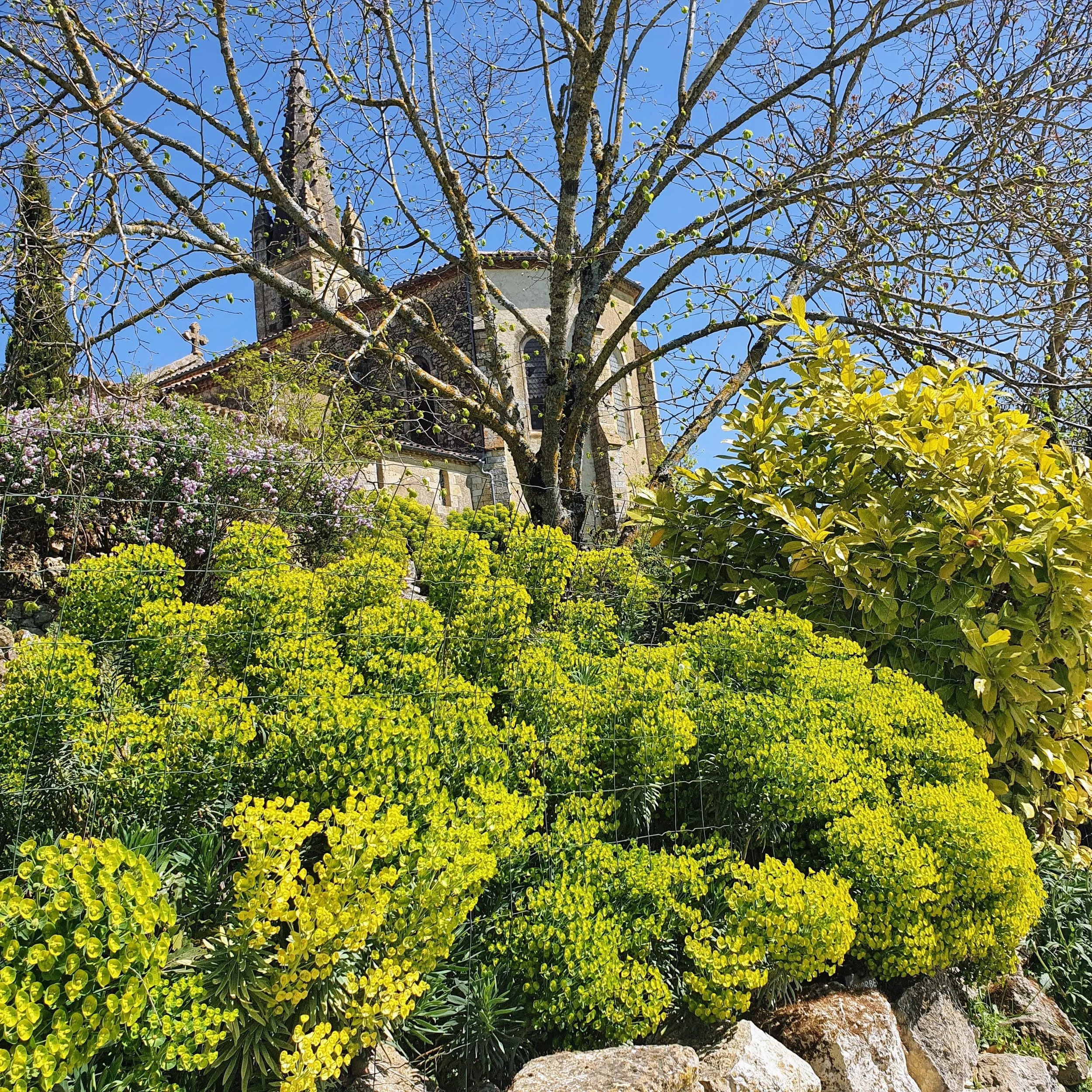 Church steeple visible behind trees and bushes with bright green and purple foliage, under a clear blue sky.
