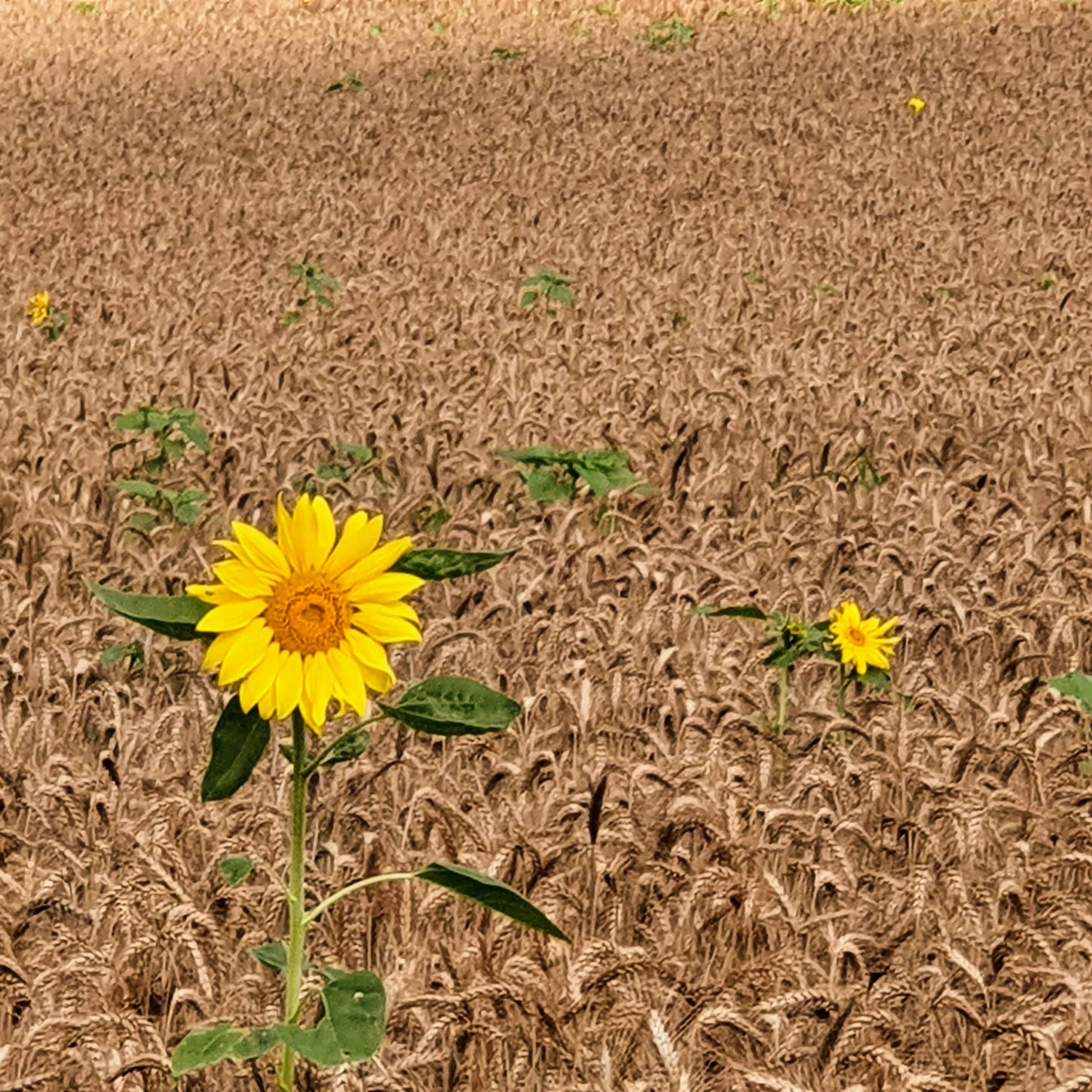 A single sunflowers growing amid a Gascon wheat field with ripened wheat stalks and some green leaves.