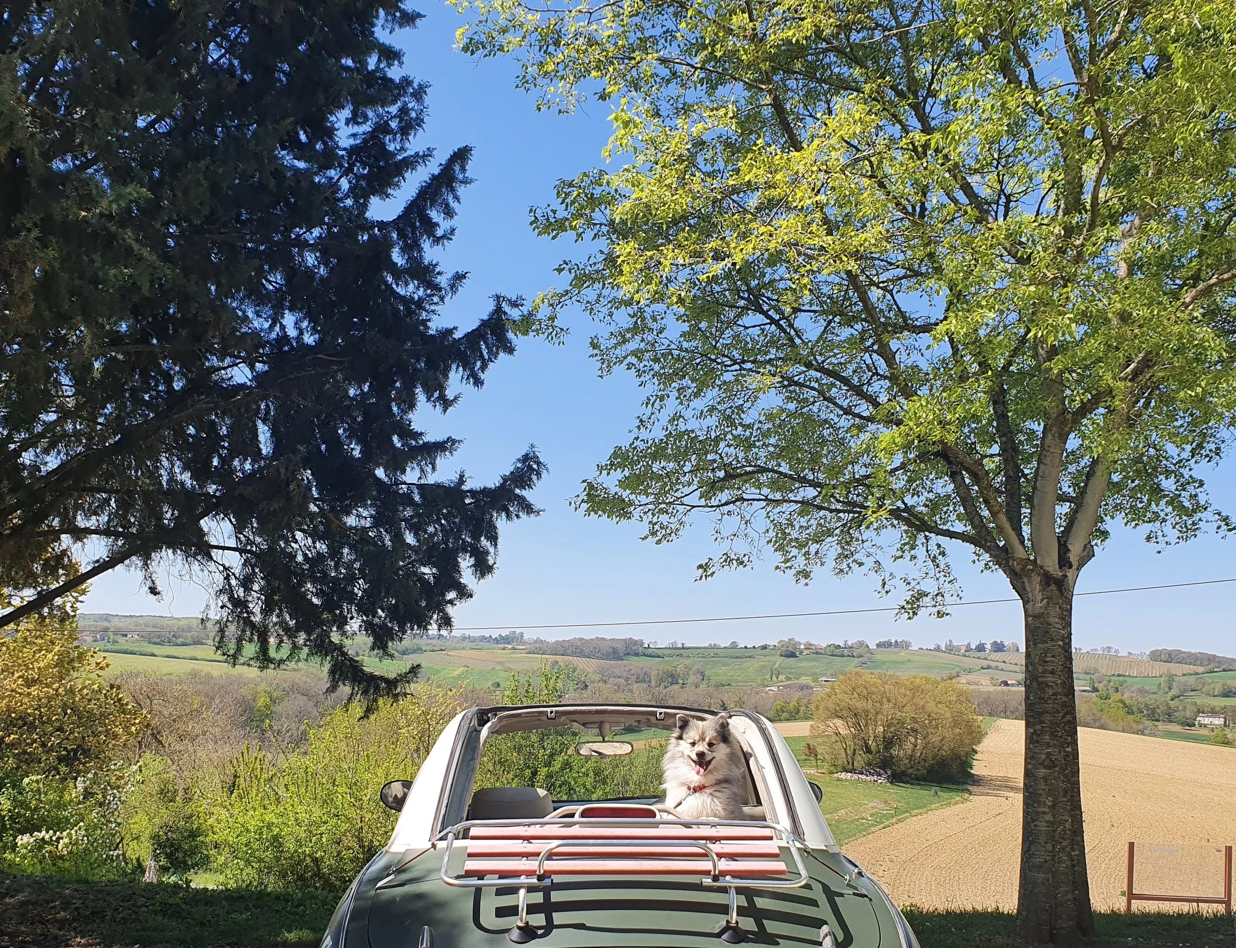 A dog with a happy face sitting in the driver seat of a vintage convertible car parked on the grass under a tall tree with green leaves, with a rural landscape and blue sky in the background.