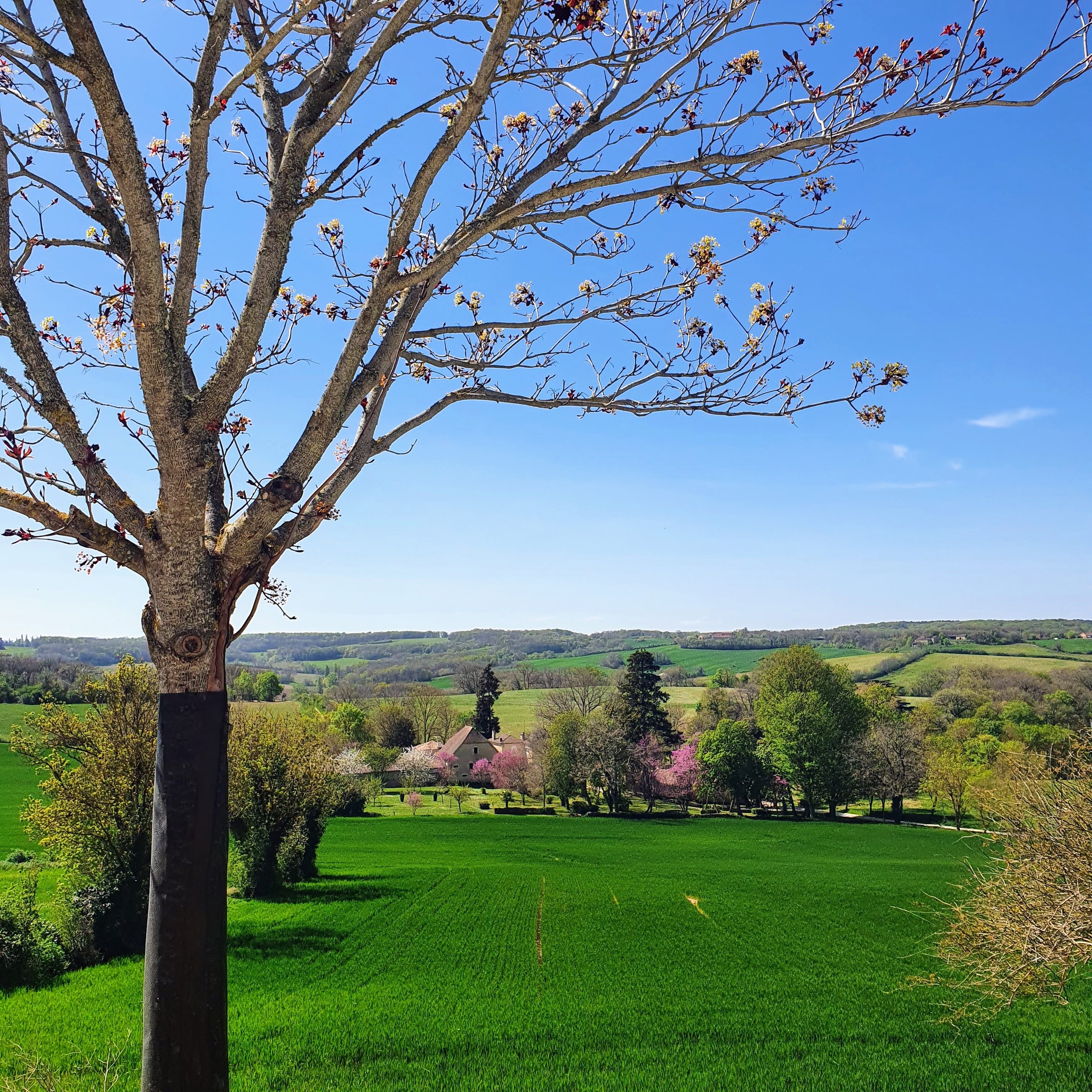 A large tree with budding branches stands in the foreground overlooking green fields, rolling hills, and a small house surrounded by trees in bloom under a clear blue sky.