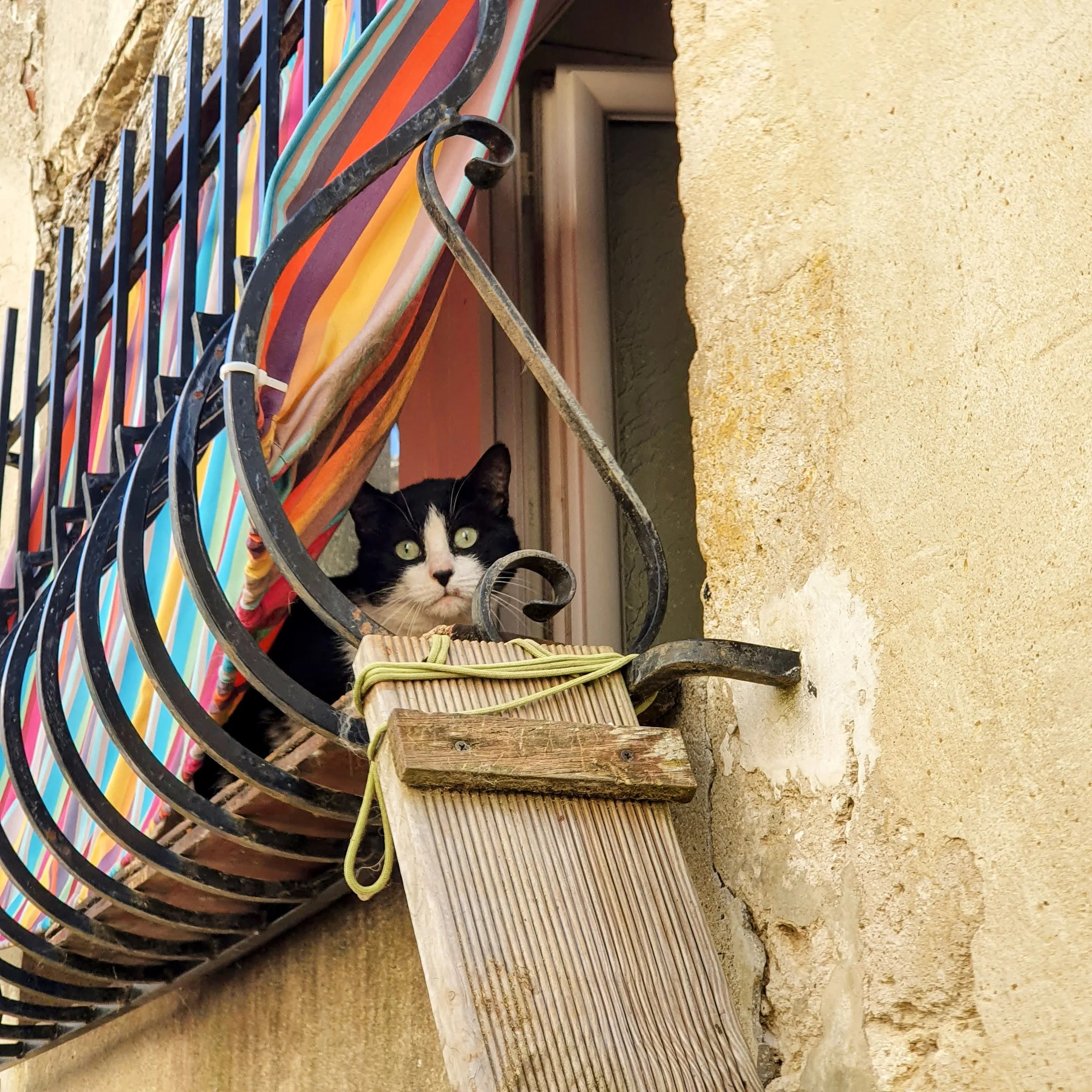 A black and white cat looking out from a window ledge beside a colorful striped curtain and a decorative black metal railing.