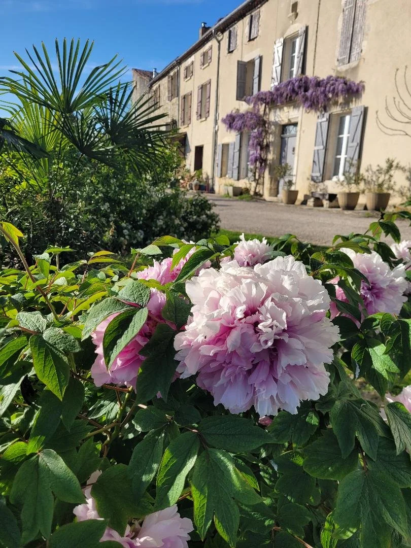 Pink and white roses in the foreground with a yellow building and purple flowering vine in the background under a blue sky.