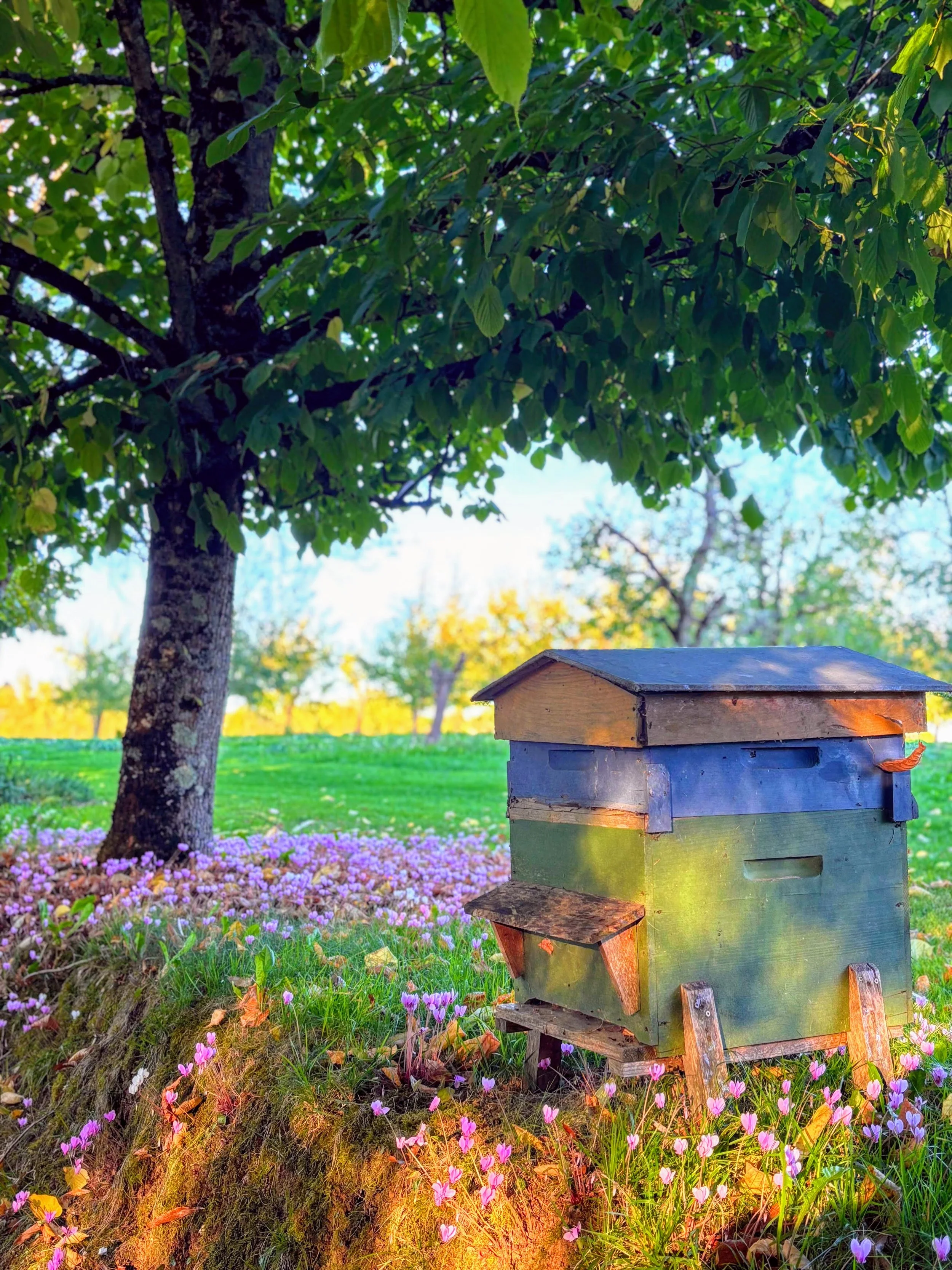 A colorful wooden beehive in a grassy area beneath a large leafy tree, with purple flowers scattering on the ground and a bright sky in the background.