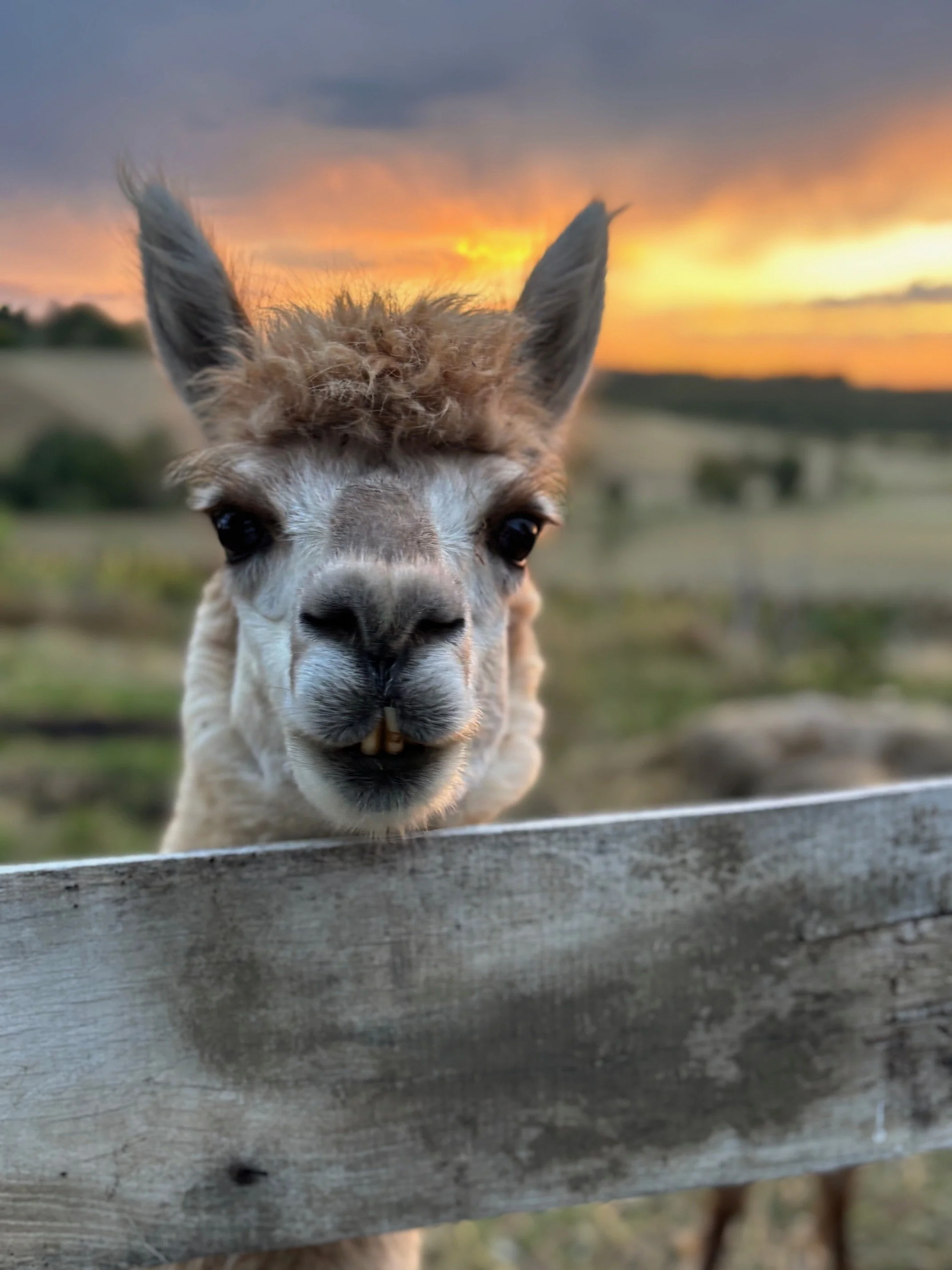An alpaca peering over a wooden fence during sunset, with a colourful sky and rolling fields in the background.