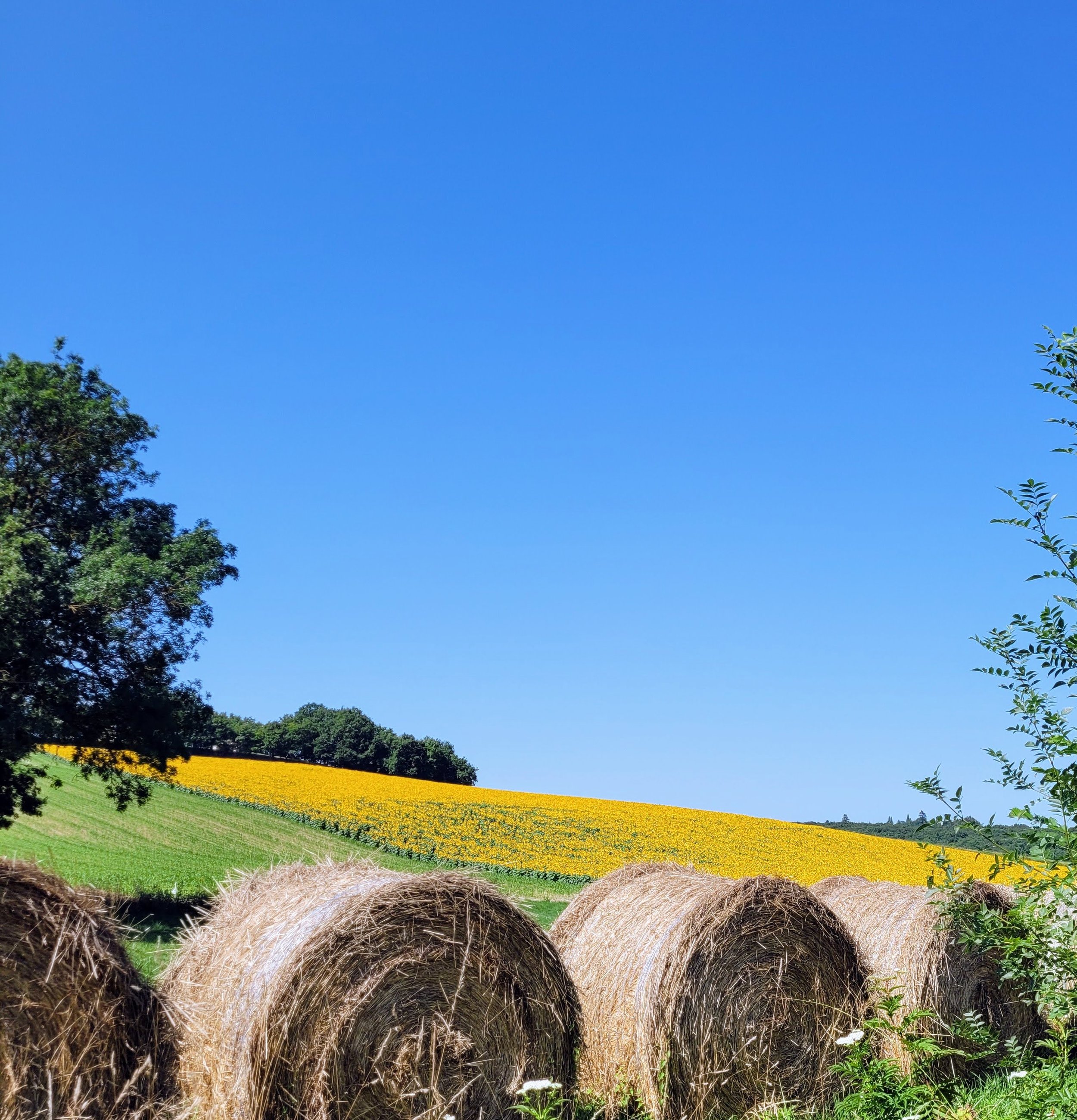 A classic rural scene in the Gers as hay bales dry beneath the summer sun.