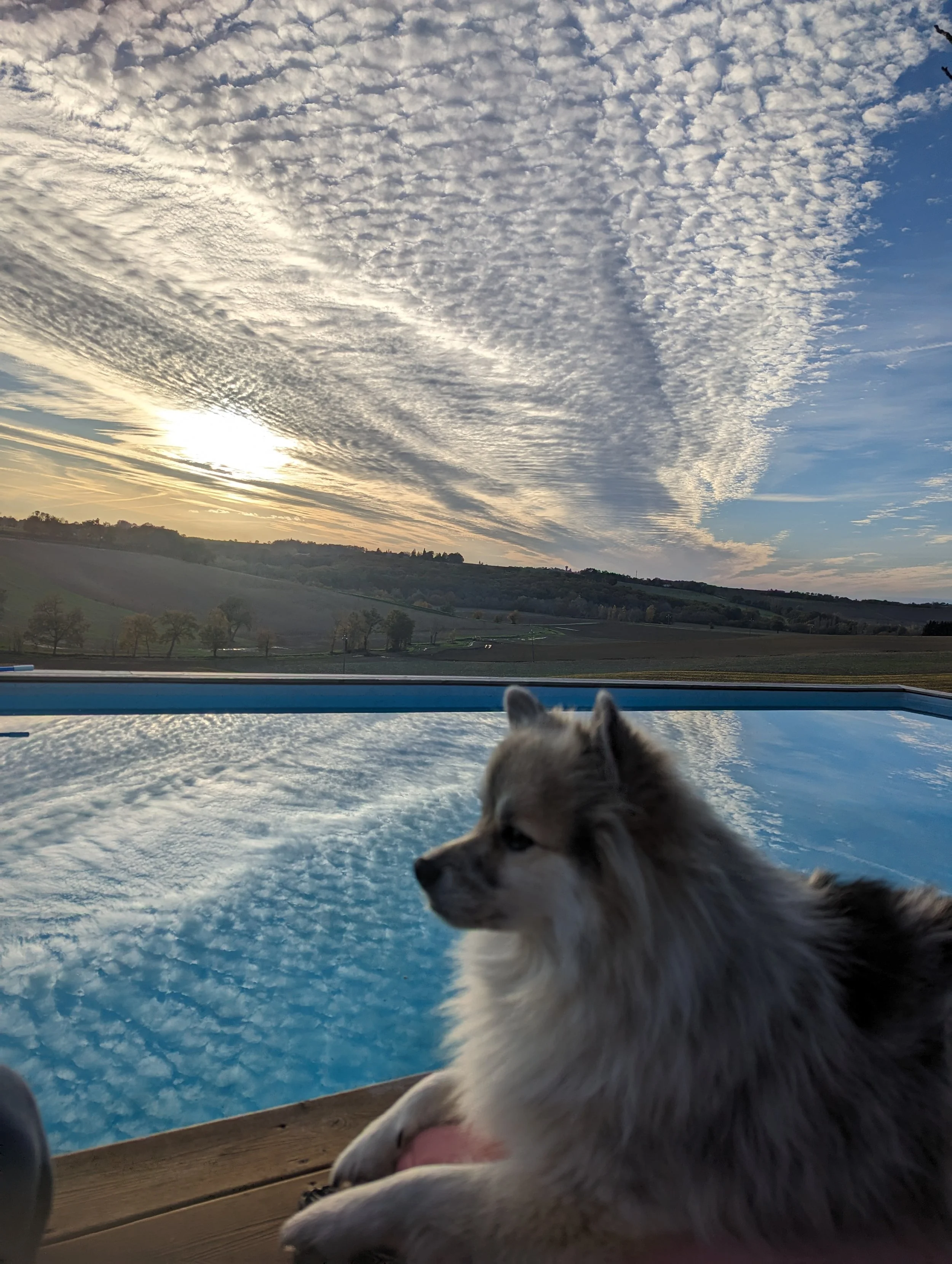 A dog resting by a pool during sunset with a view of a cloudy sky and distant rolling hills.