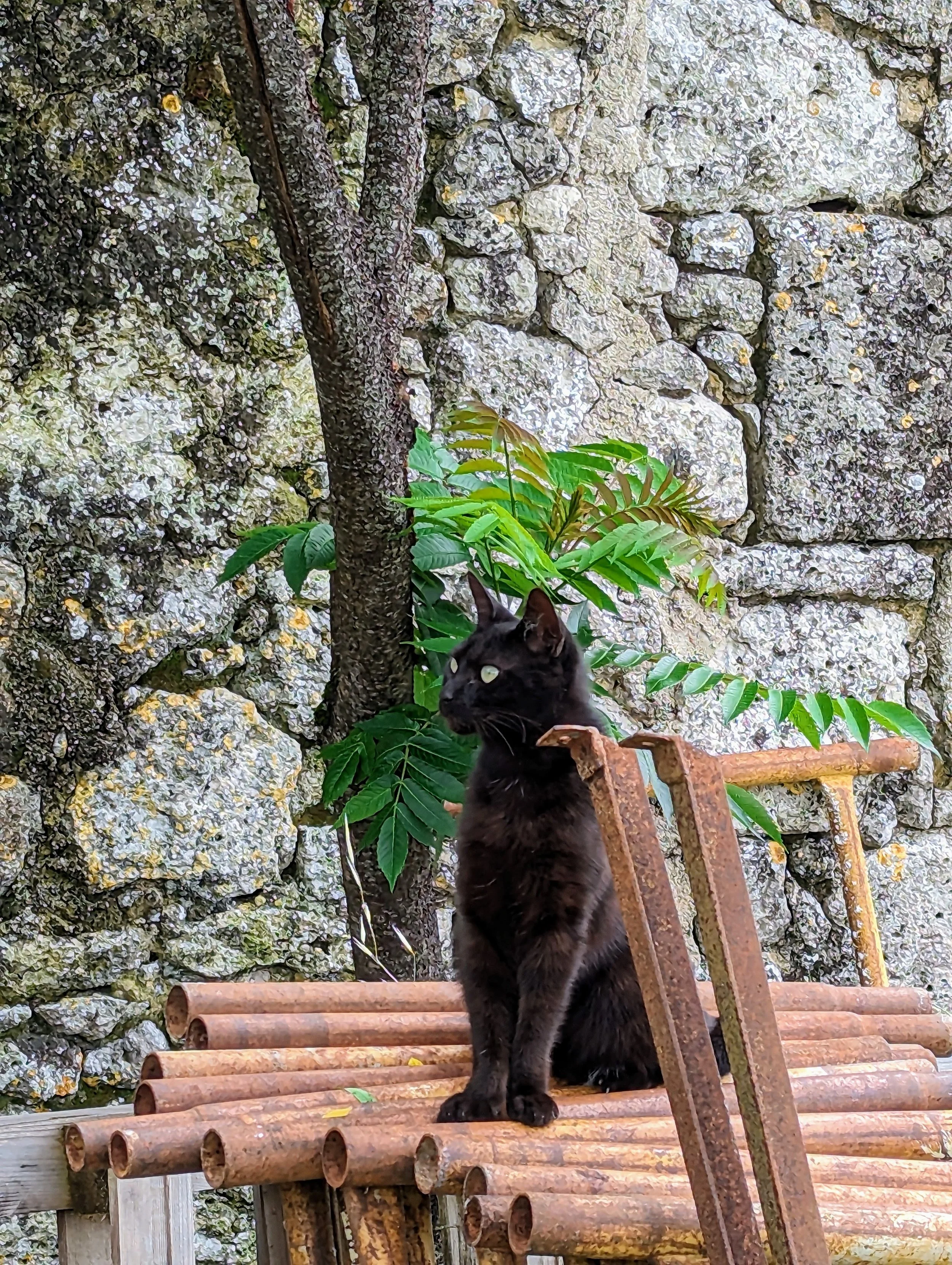 A black cat with green eyes sitting on a rusty metal surface outdoors, with a stone wall and green plants in the background.