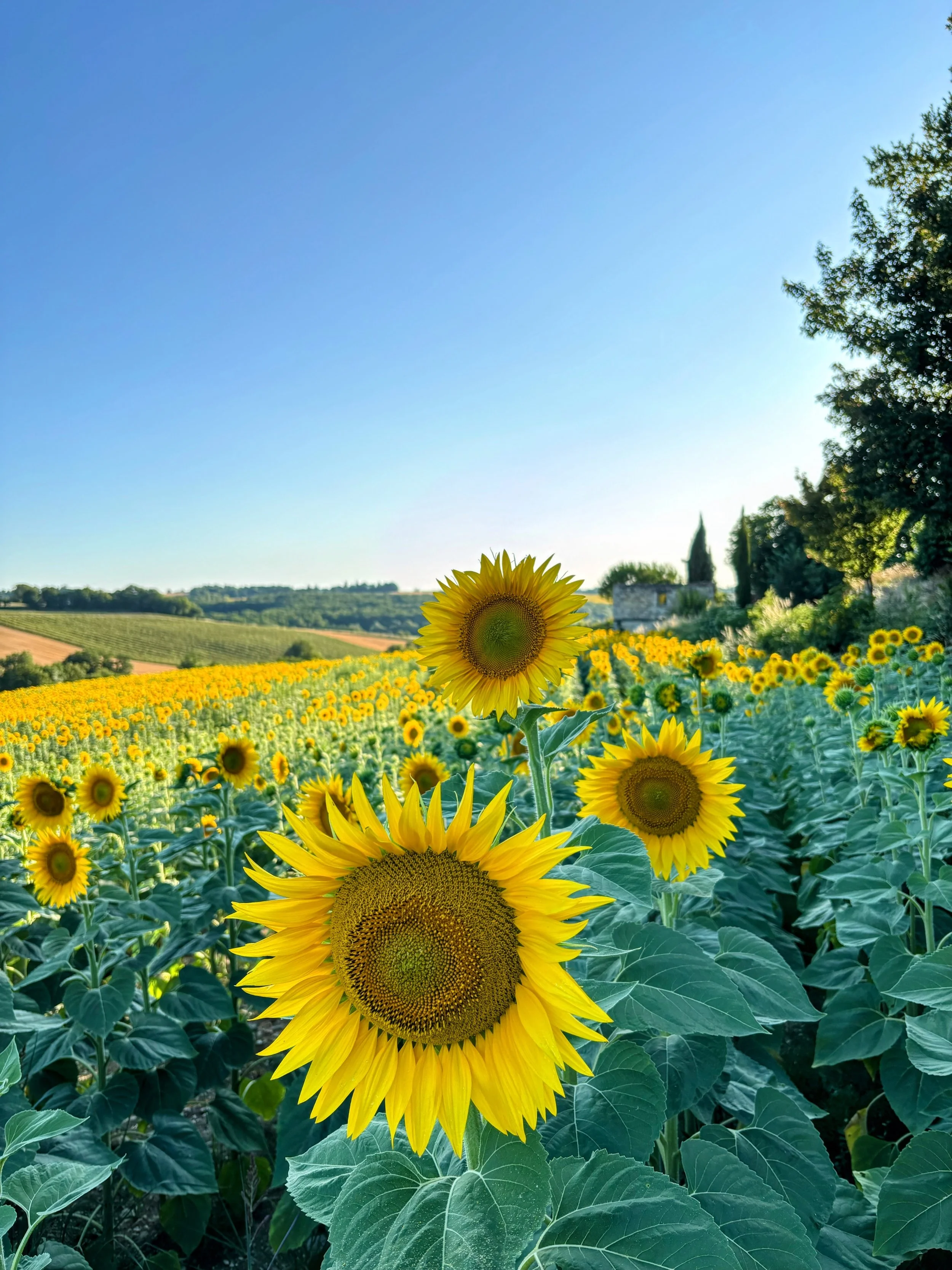A vibrant sunflower field under a clear blue sky, with sunflowers in full bloom, and trees and a distant building on the horizon.