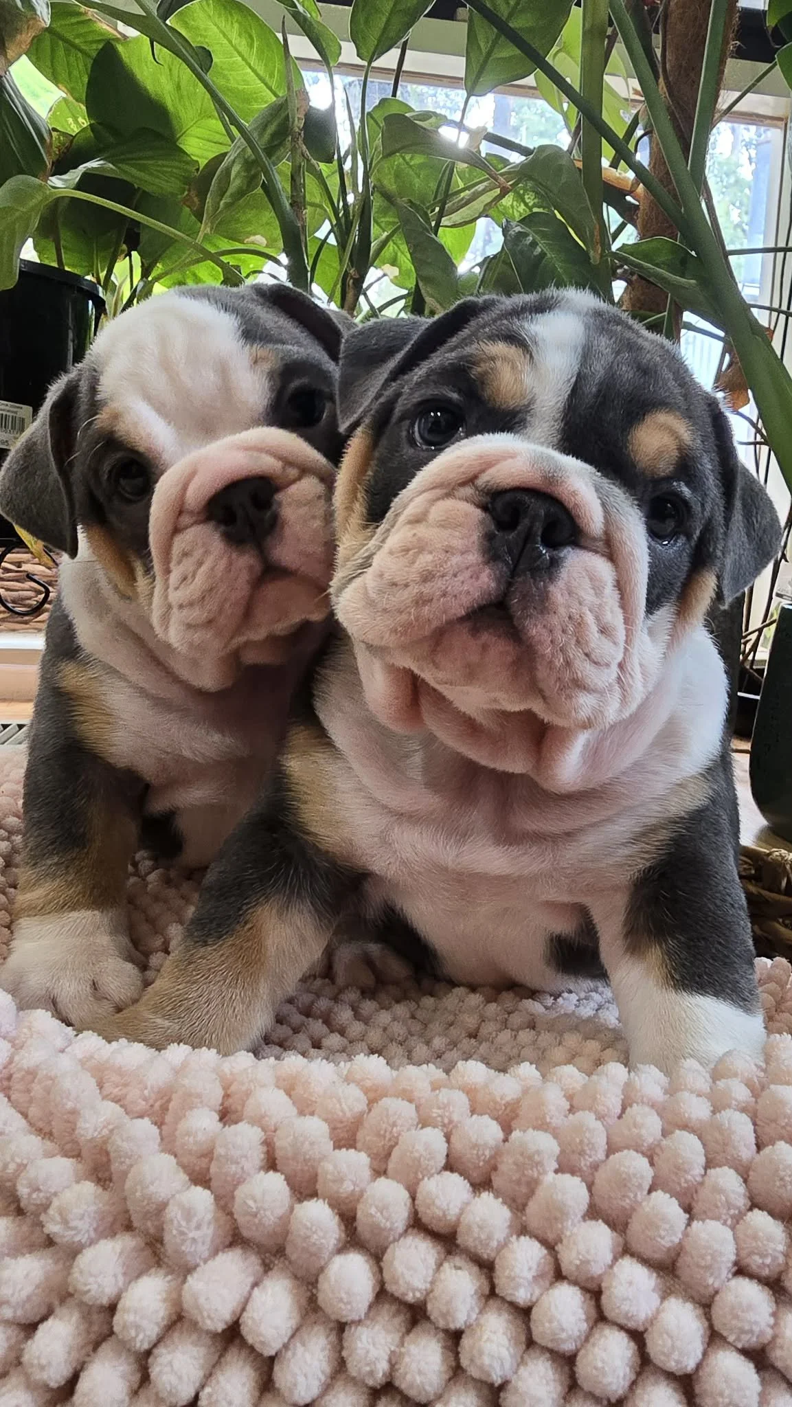 Two adorable bulldog puppies available in Melbourne.