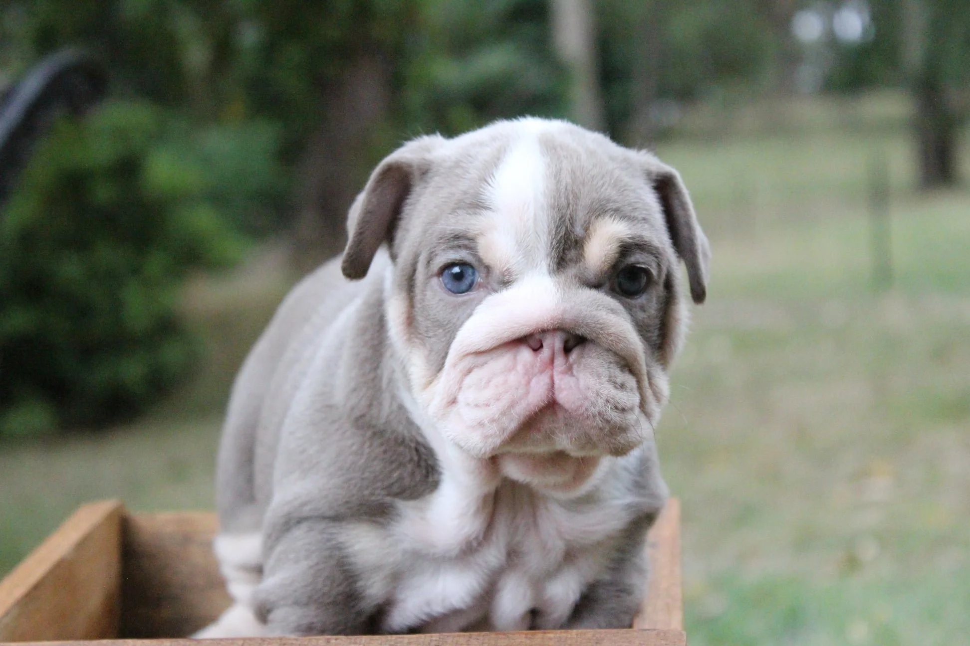 A cute bulldog puppy with one blue eye and one brown eye sitting in a wooden box outdoors, with a green natural background.