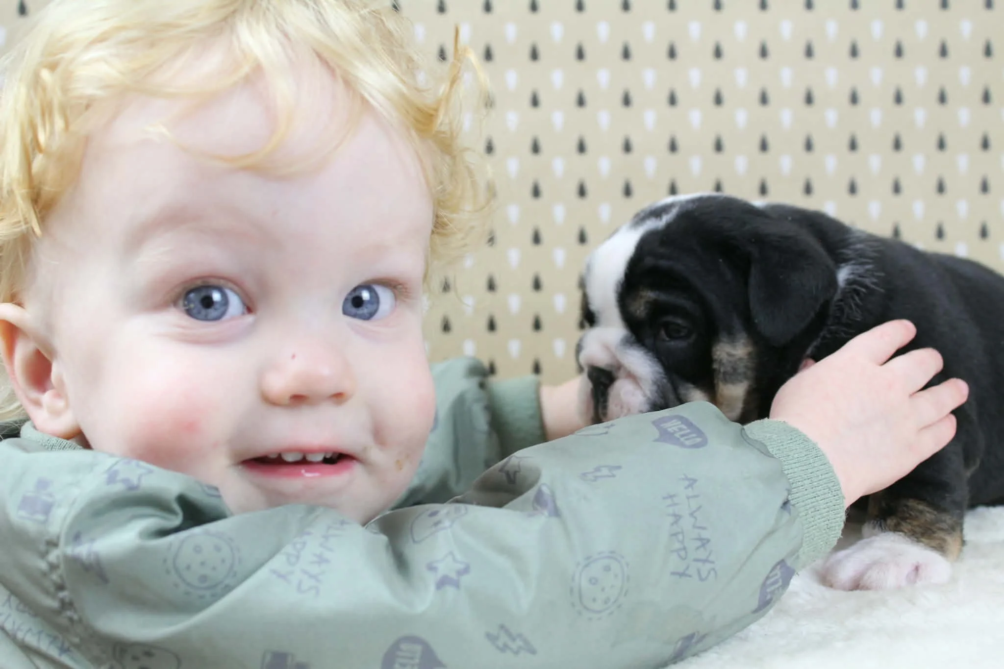 Young family breeding Aussie Bulldogs and British Bulldogs; puppies are raised in a loving family home environment and are well adapted to young children.