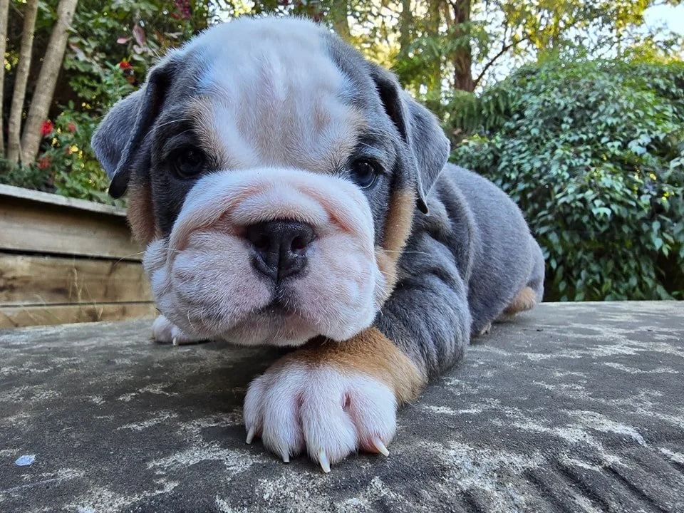 Close-up of an adorable bulldog puppy lying on a wooden surface outdoors, surrounded by greenery and trees.