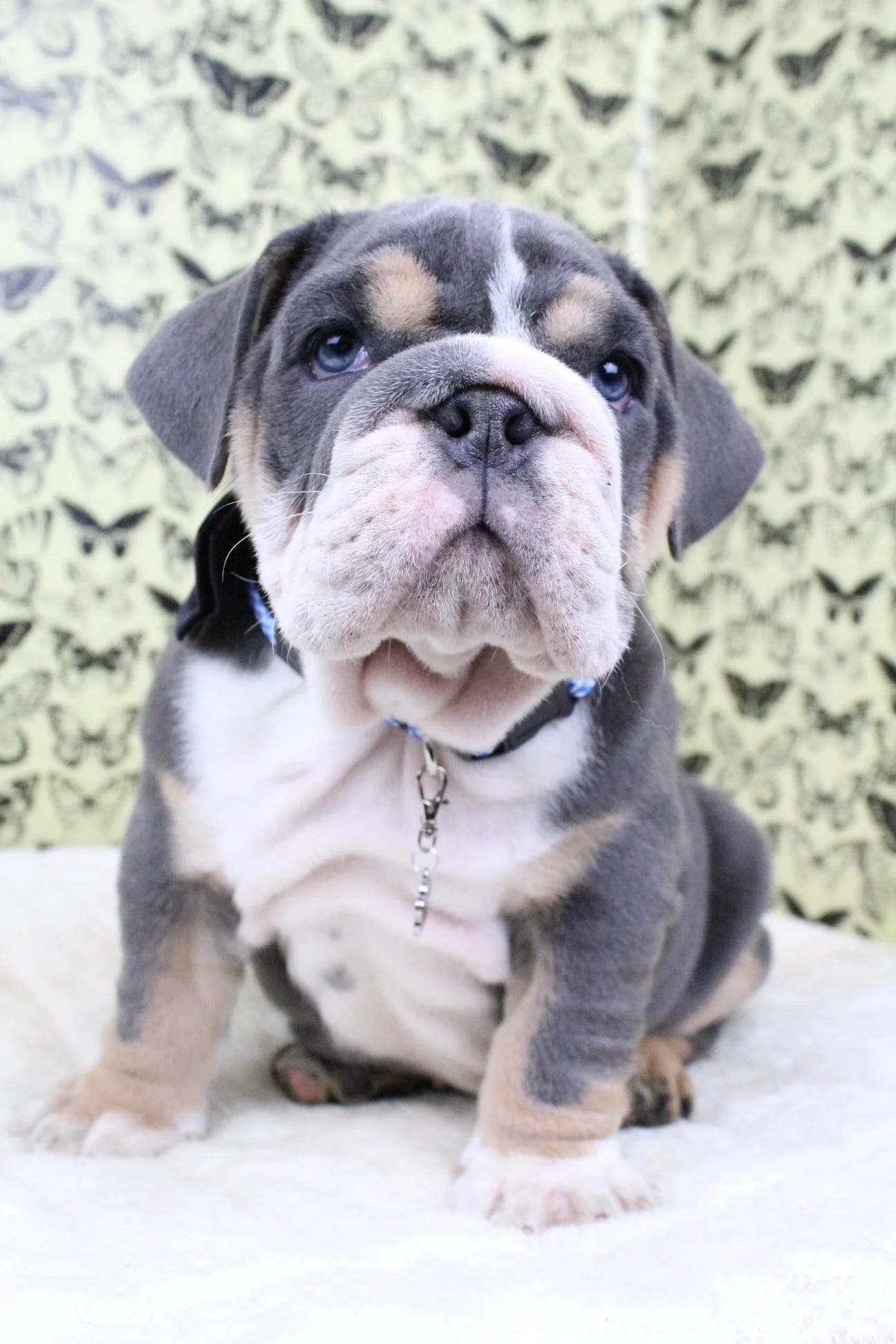 Cute bulldog puppy sitting on a white blanket in front of a butterfly-patterned background.