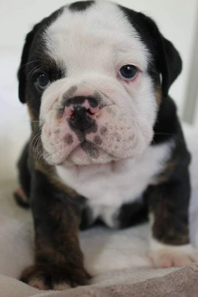 Close-up of a puppy with black, white, and brown fur, looking directly at the camera with a cute, slightly serious expression.