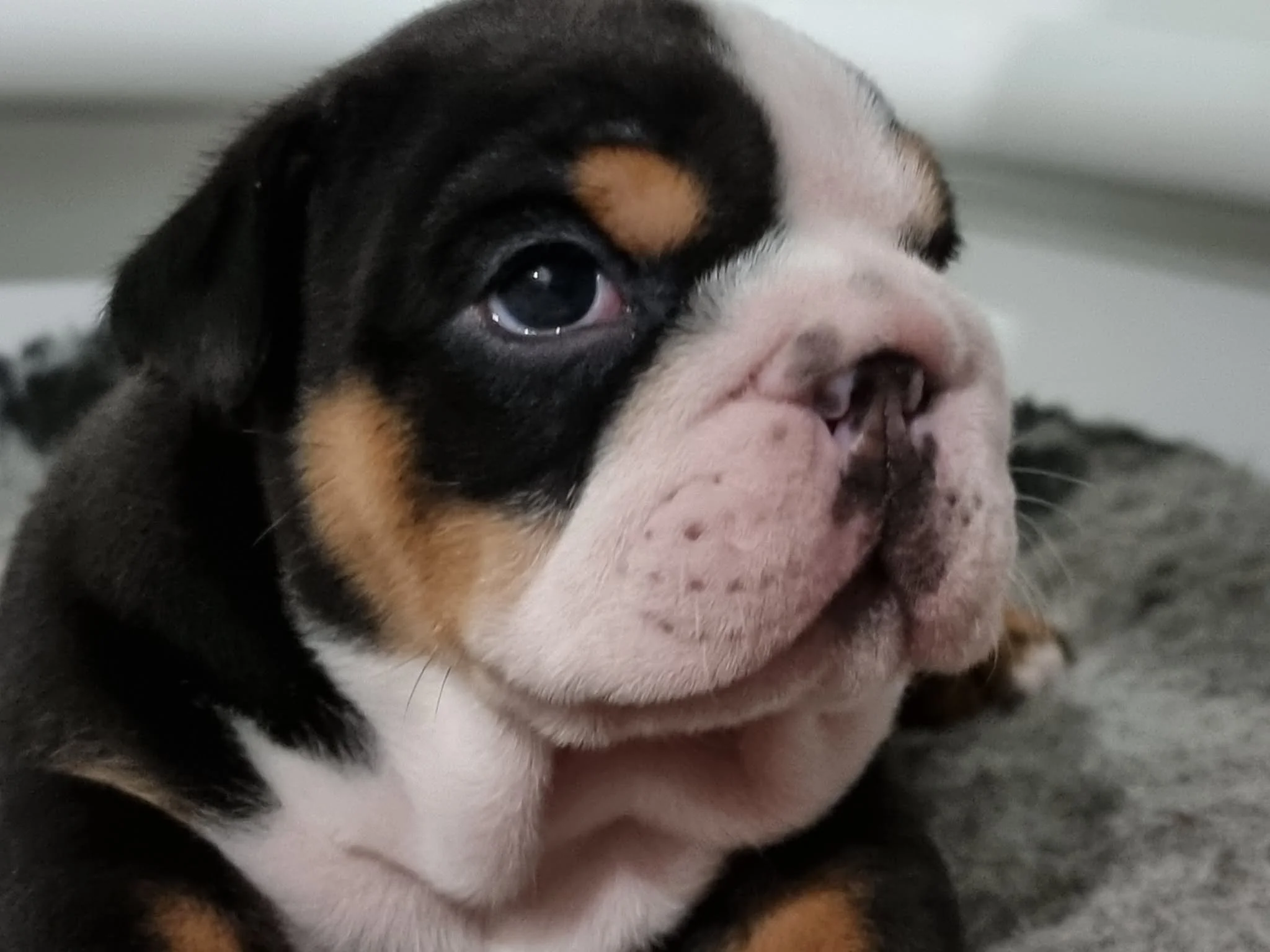 Aussie Bulldog puppy bred by SugarBomb Bulldogs in the Dandenong Ranges of Victoria. Ethical and family-oriented family breeder.