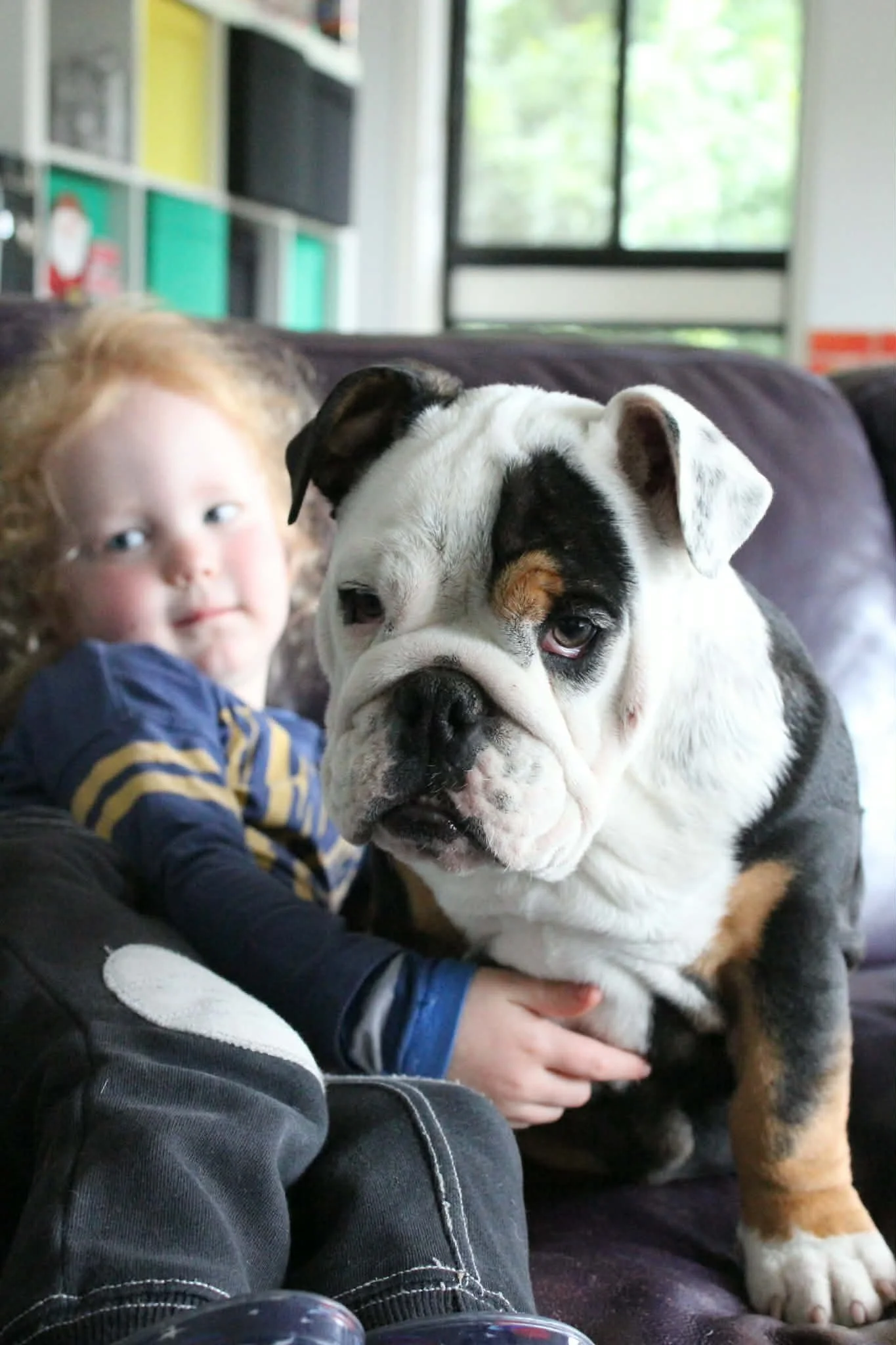 SugarBomb Bulldogs | Aussie Bulldog puppy | Raised in a family home with kids in Melbourne, Victoria.