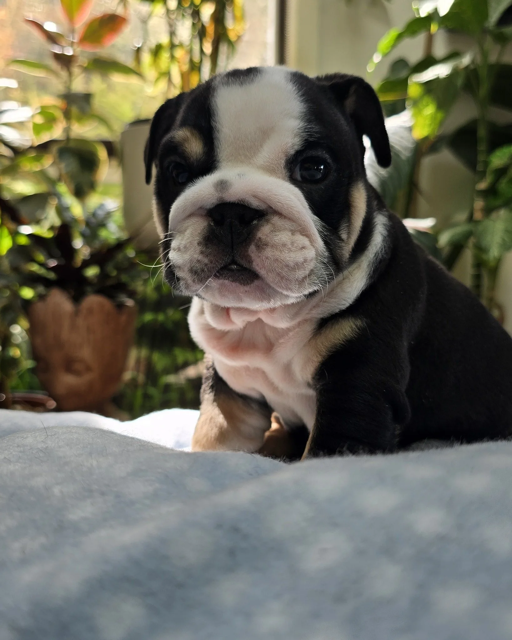 Healthy and happy Aussie Bulldog puppy for adoption in Melbourne Australia.