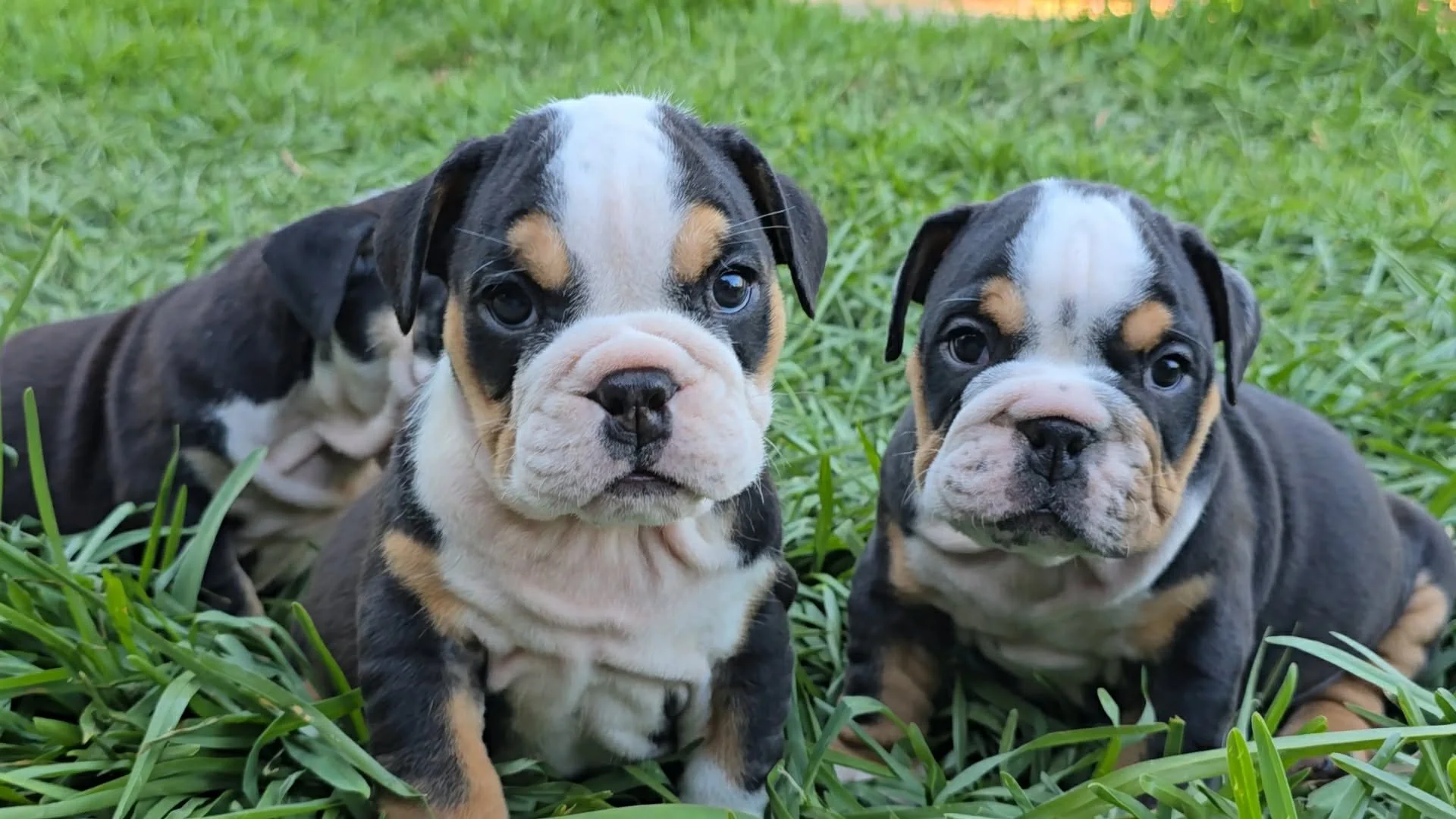 Adorable Aussie Bulldog puppies looking for their home in Melbourne Victoria.