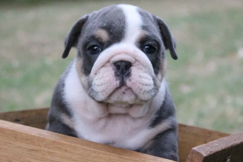 Close-up of an adorable bulldog puppy sitting in a wooden box outdoors