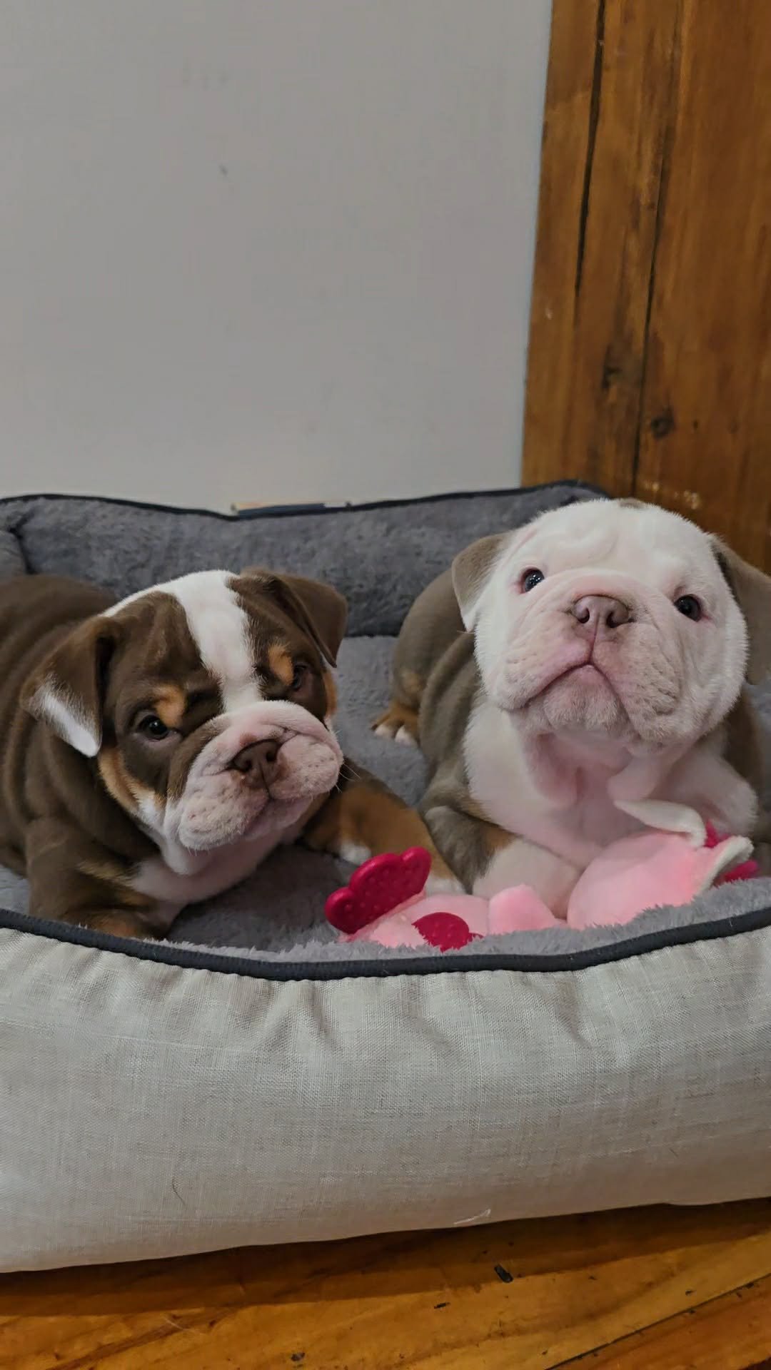 British Bulldog puppies bred by SugarBomb Bulldogs in the Dandenong Ranges of Victoria. Ethical and family-oriented family breeder.