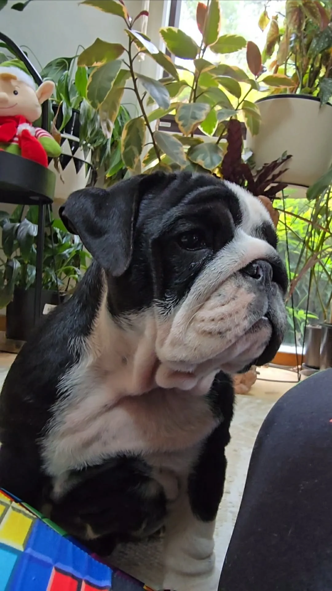 Healthy and happy British Bulldog puppy bred by SugarBomb Bulldogs in Melbourne, Vic.