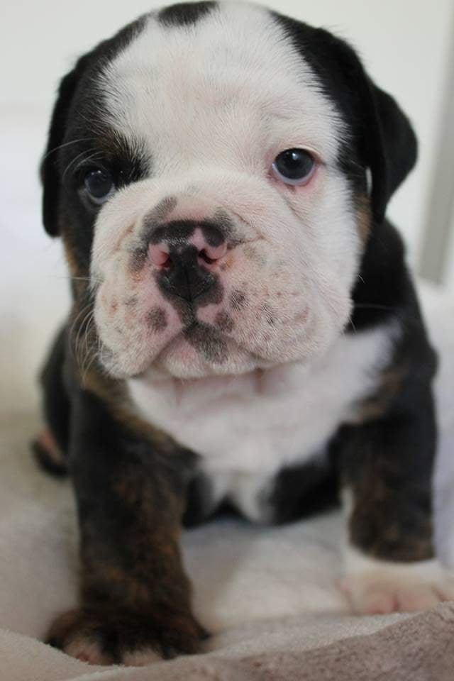 Australian Bulldog puppy bred by SugarBomb Bulldogs. Dandenong Ranges, Victoria.