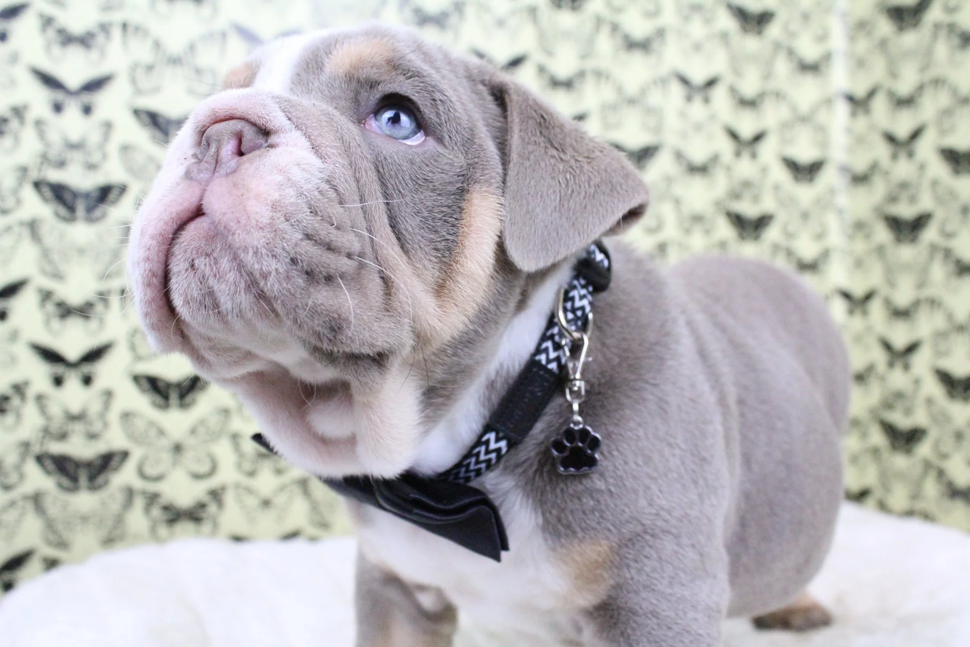 A cute gray and white puppy with blue eyes wearing a black collar with a paw-shaped tag, sitting on a white surface against a background decorated with black butterfly silhouettes.