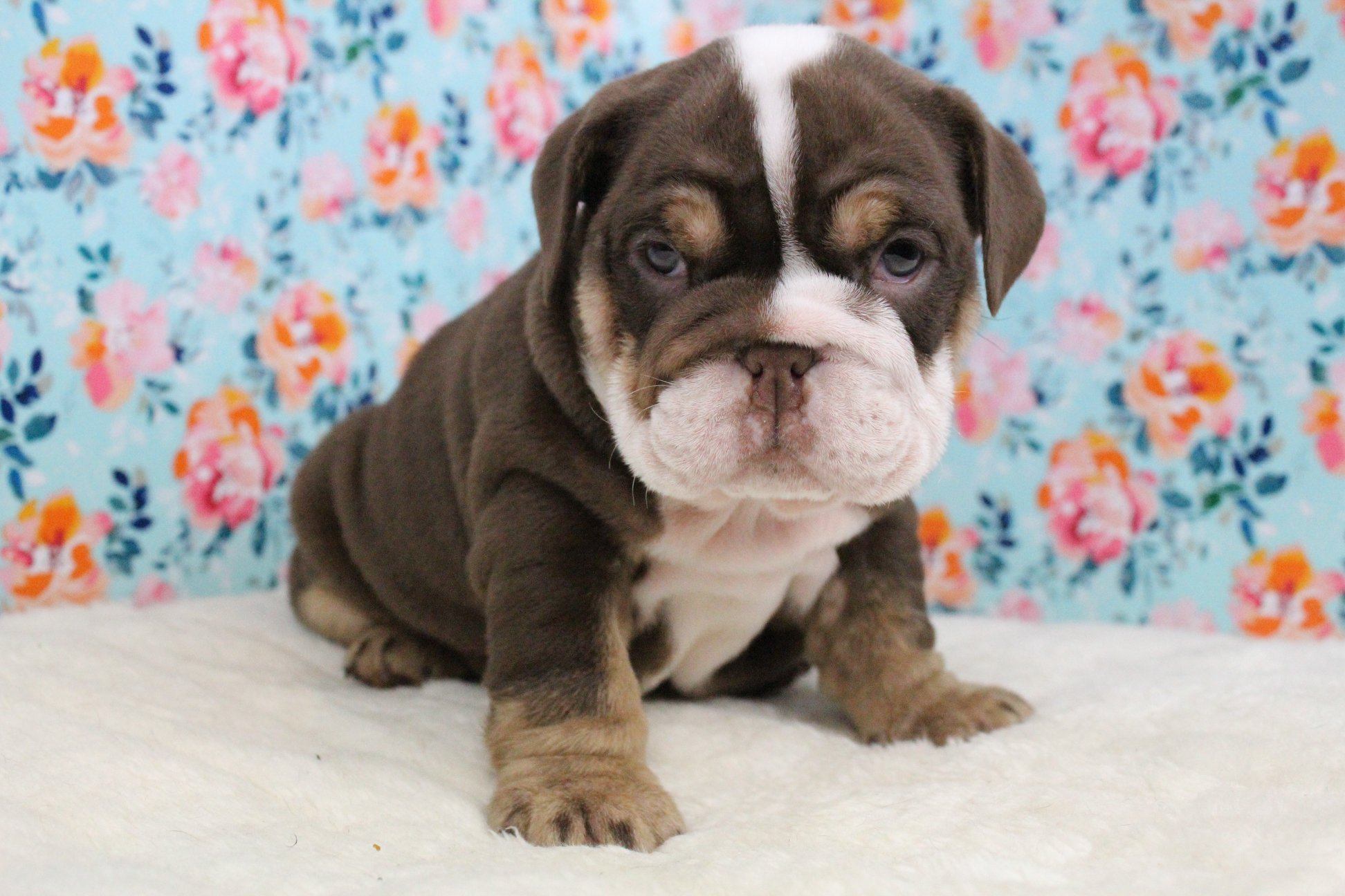 Cute baby bulldog puppy sitting on a white blanket with a colorful floral background.