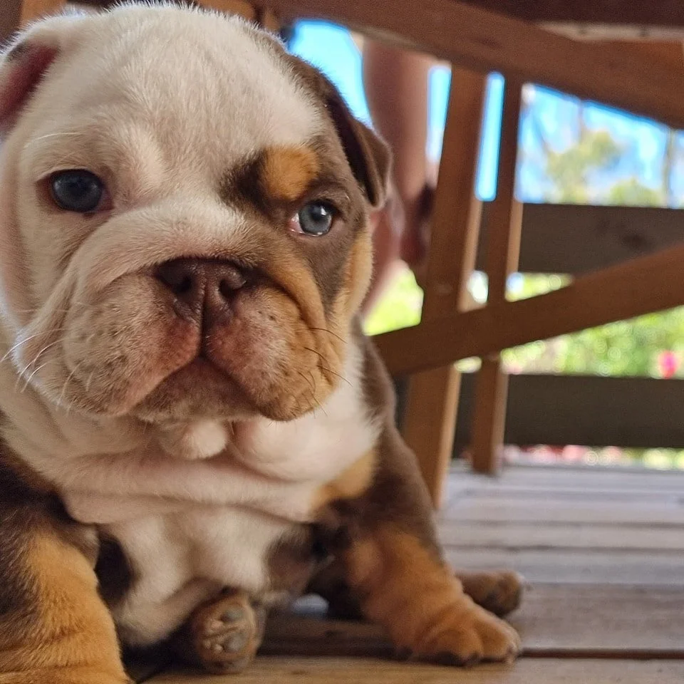 Choc tri Aussie Bulldog puppy available in Melbourne Australia.