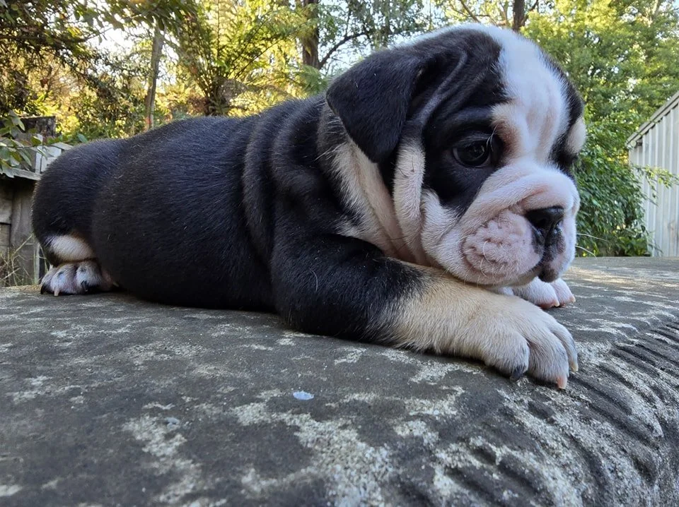 Close-up of a cute puppy with black, white, and tan fur lying on a weathered wooden surface outdoors with trees in the background.