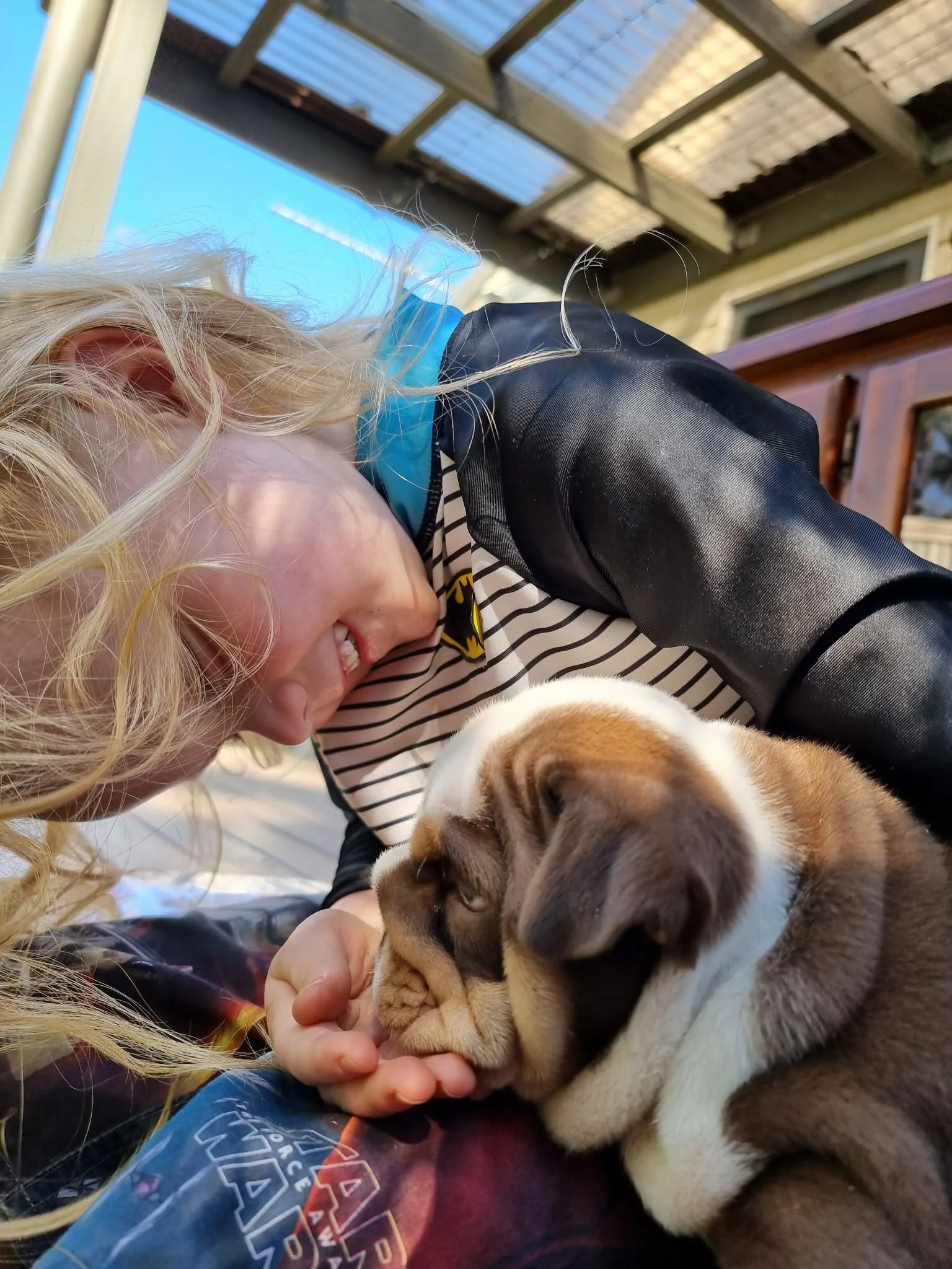 SugarBomb Bulldogs | Aussie Bulldog puppy | Raised in a family home with kids in Melbourne, Victoria.