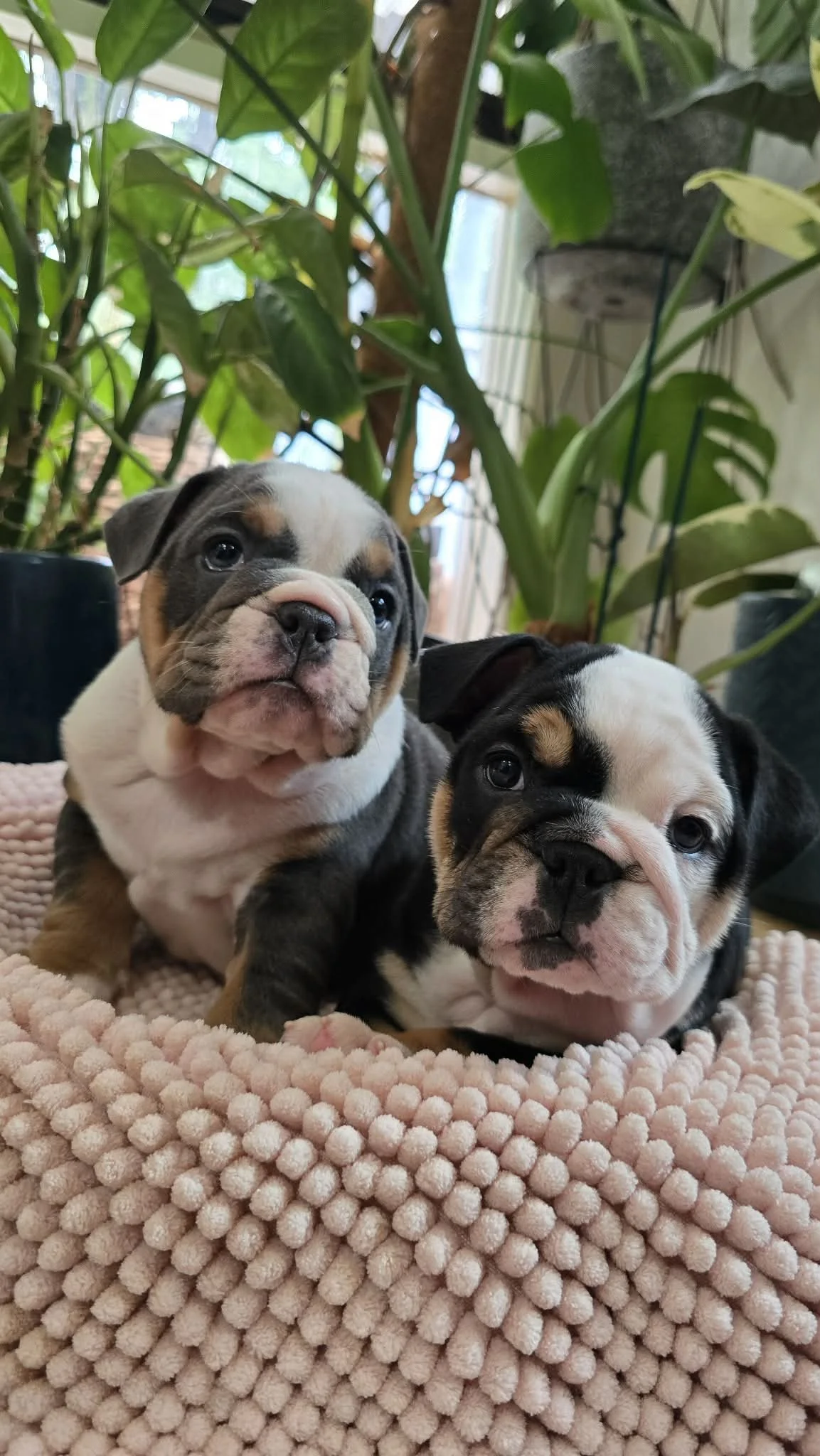 Healthy and happy Aussie Bulldog puppy bred by SugarBomb Bulldogs in Melbourne, Vic.