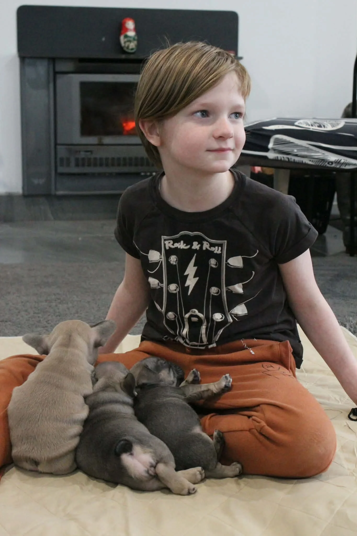 SugarBomb Bulldogs | Aussie Bulldog puppy | Raised in a family home with kids in Melbourne, Victoria.