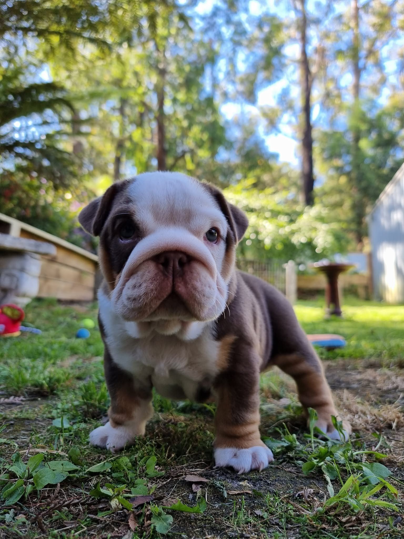 Aussie Bulldog puppy bred by SugarBomb Bulldogs in the Dandenong Ranges of Victoria. Ethical and family-oriented family breeder.