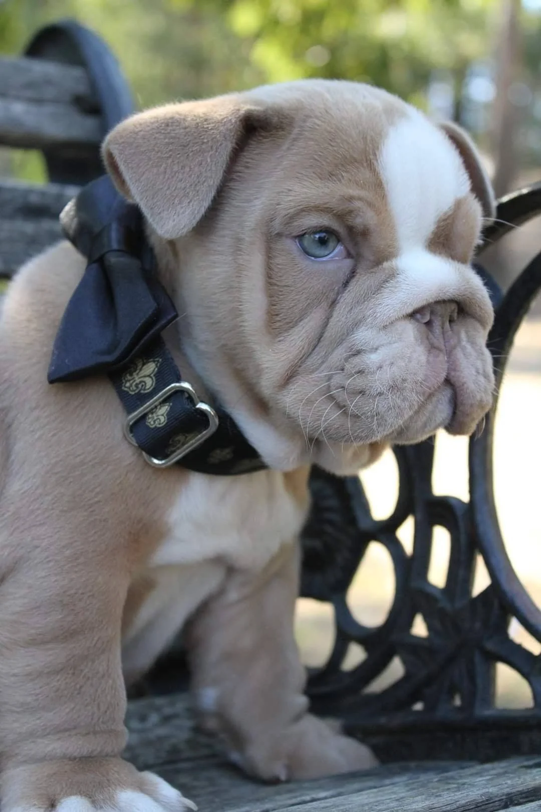 A cute puppy with fawn-colored fur, a white stripe on its face, and one blue eye, sitting on a park bench.