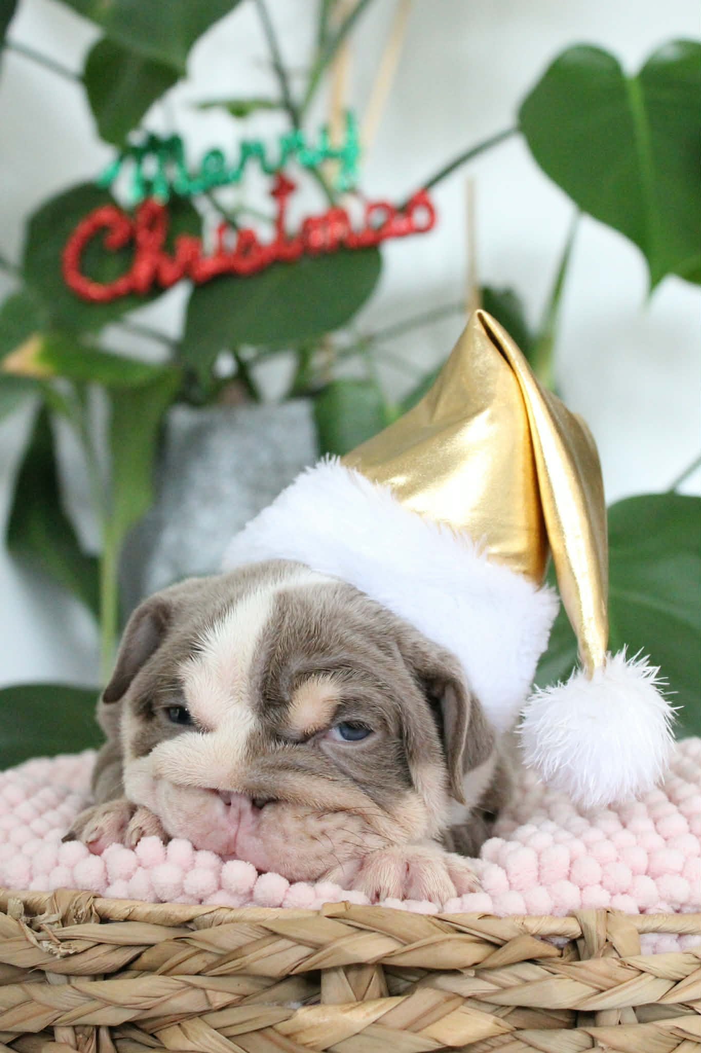 Aussie Bulldog puppy bred by SugarBomb Bulldogs in the Dandenong Ranges of Victoria. Ethical and family-oriented family breeder.