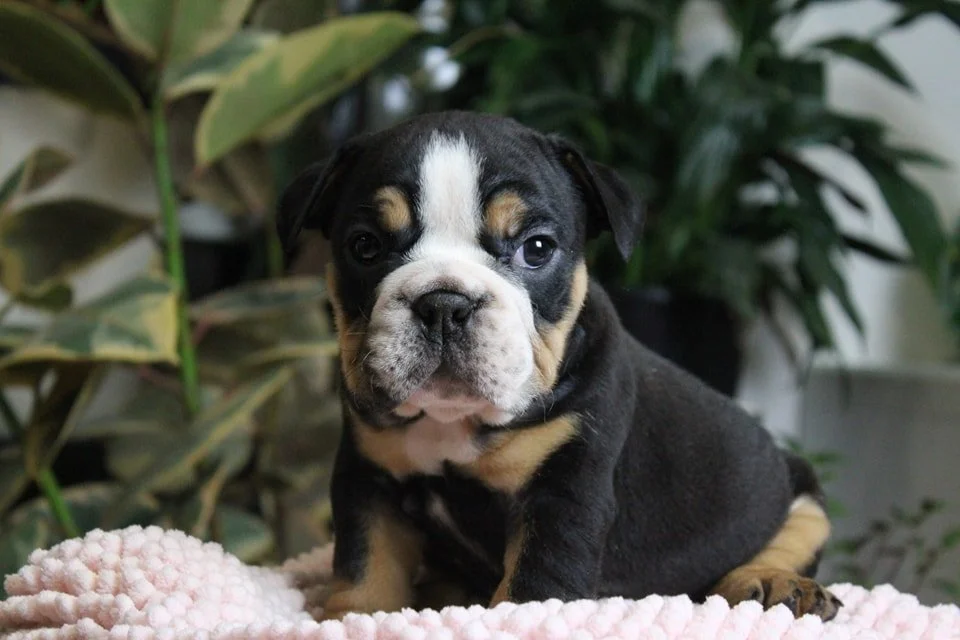 Adorable black, white, and tan puppy, sitting on a soft pink blanket with greenery in the background.