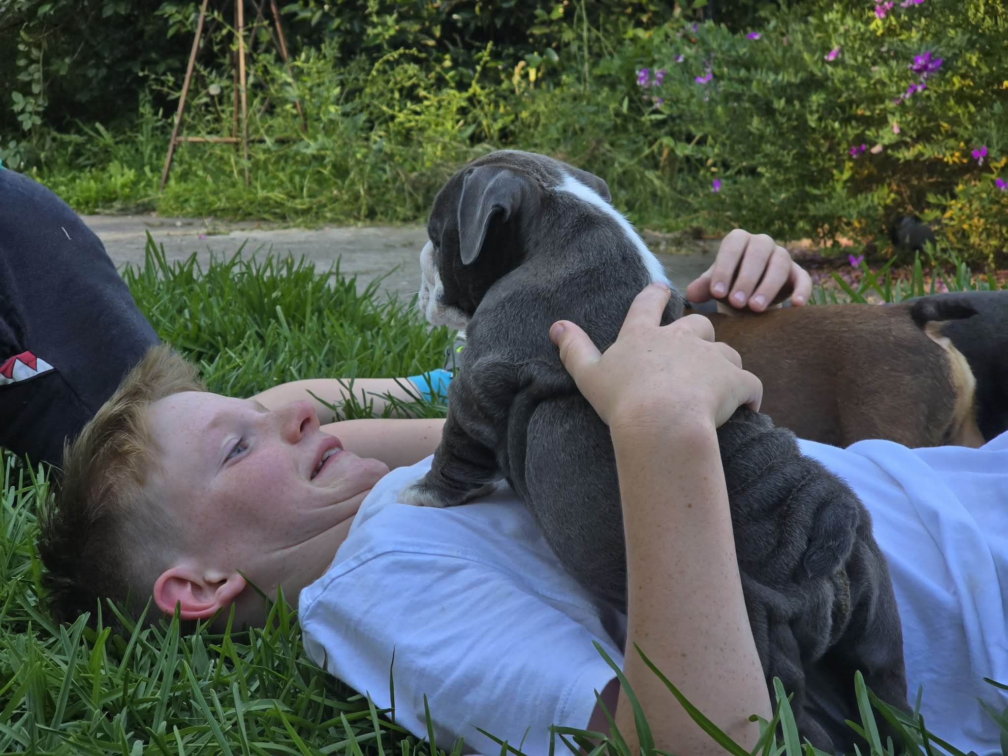 SugarBomb Bulldogs | Aussie Bulldog puppy | Raised in a family home with kids in Melbourne, Victoria.