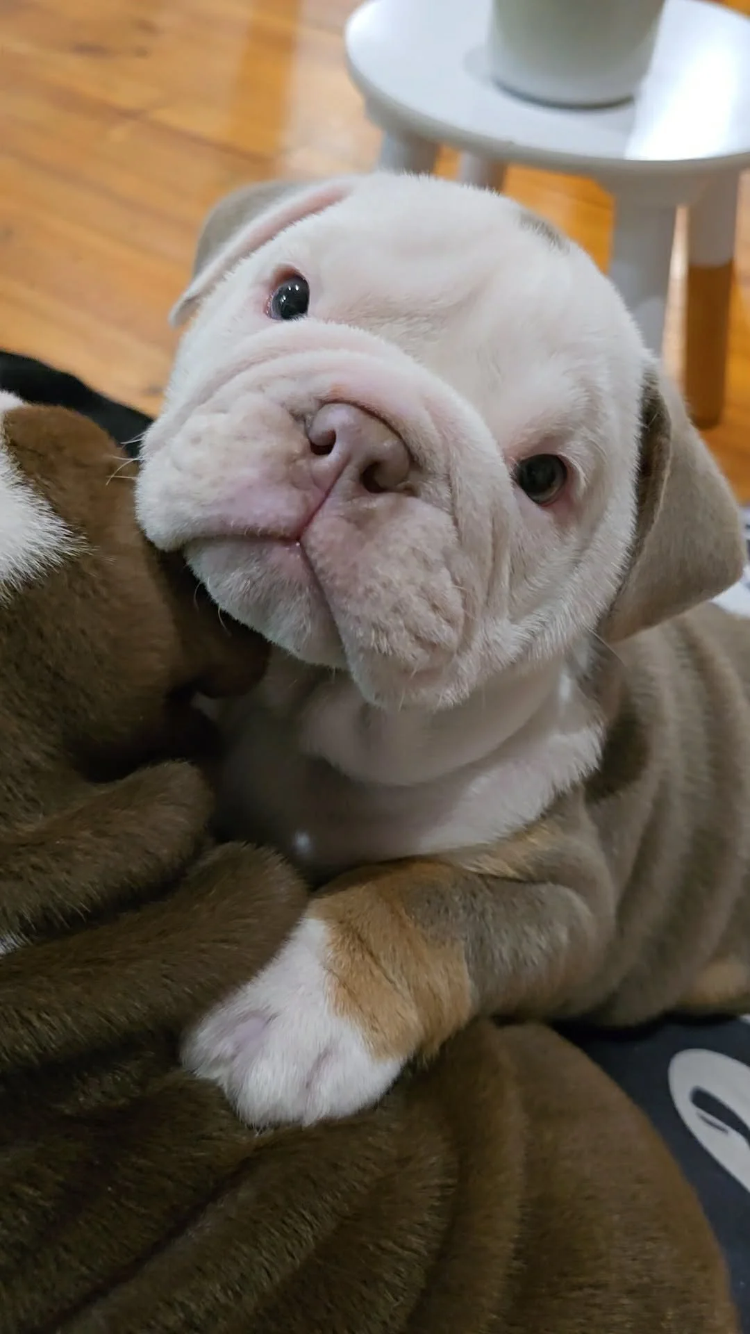 British Bulldog puppy bred by SugarBomb Bulldogs in the Dandenong Ranges of Victoria. Ethical and family-oriented family breeder.