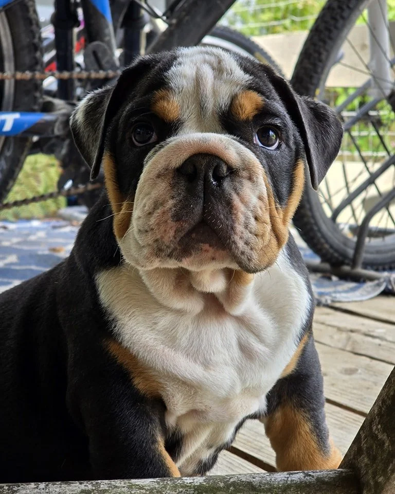Cute bulldog puppy sitting outdoors on a wooden surface with bicycles and greenery in the background.