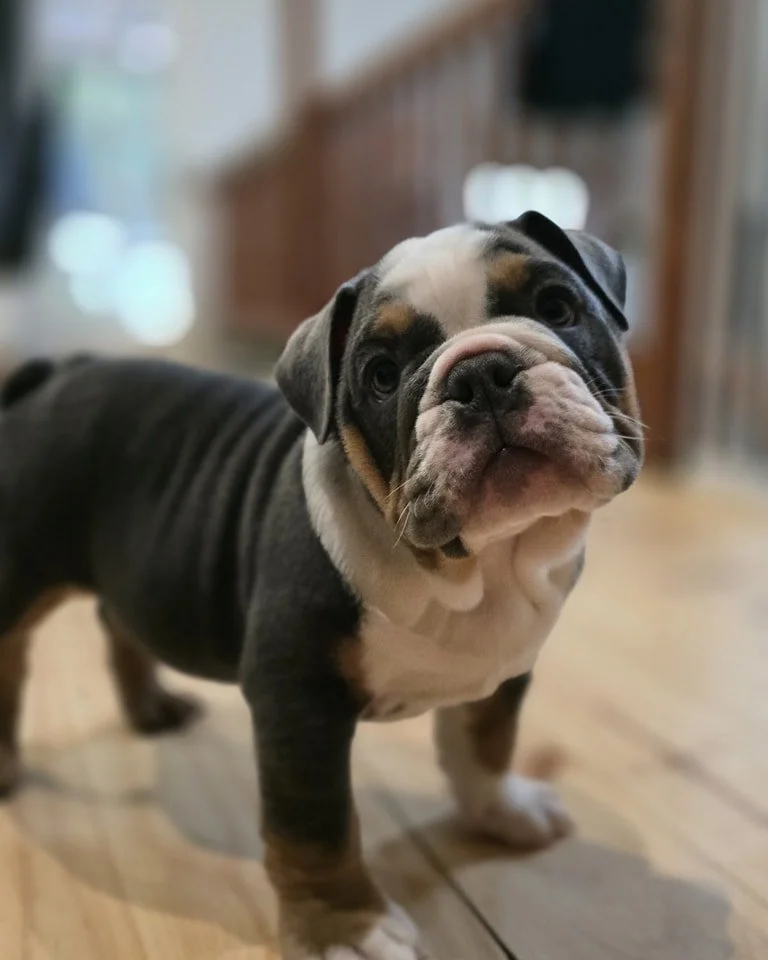 Cute English Bulldog puppy for adoption.