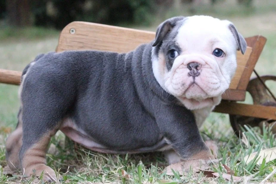 A puppy with a white face, gray body, and a black patch around one eye sitting on grass in front of a wooden cart.